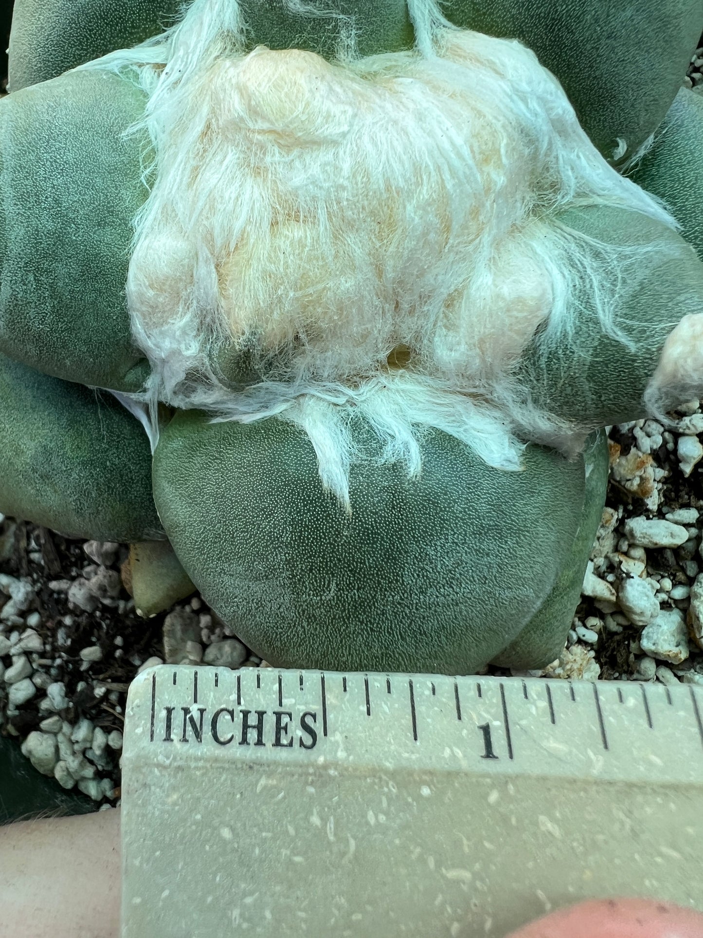 Ariocarpus retusus v. Furfuraceous cactus in 6 inch pot, large and short tubercle very nice