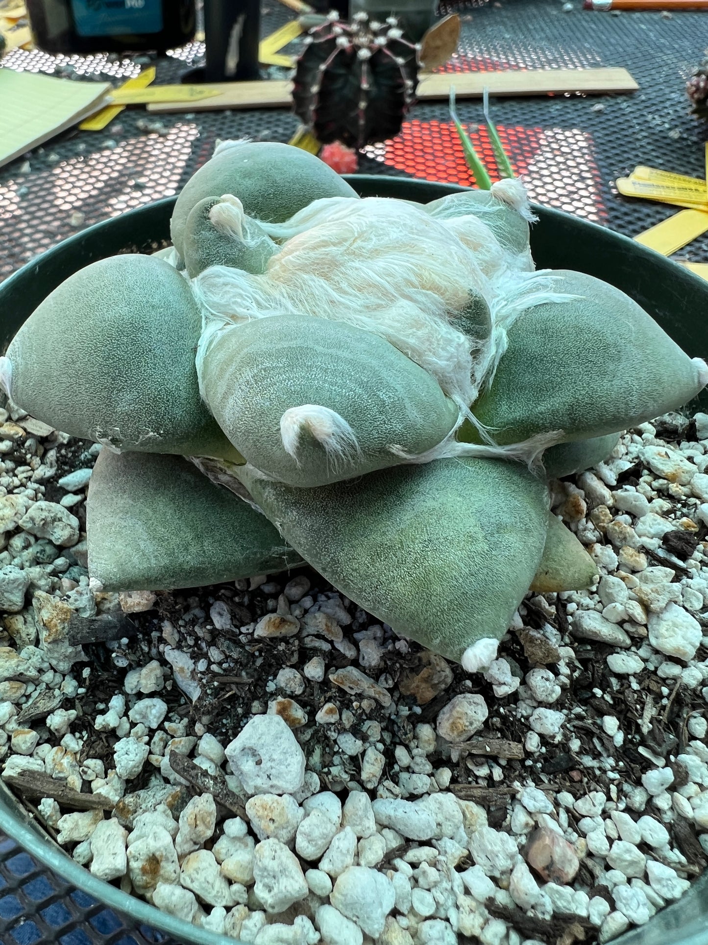 Ariocarpus retusus v. Furfuraceous cactus in 6 inch pot, large and short tubercle very nice