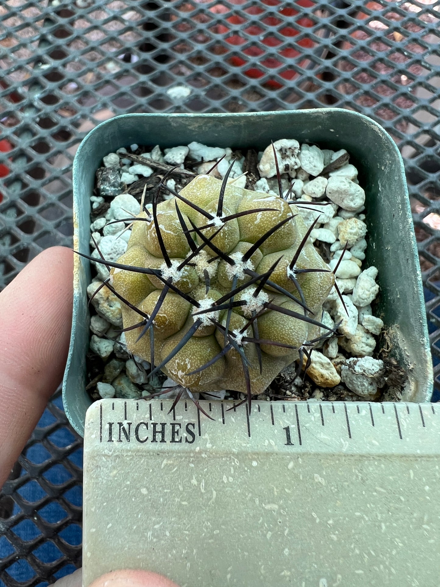 Copiapoa cinerea cactus, has some corking/scara