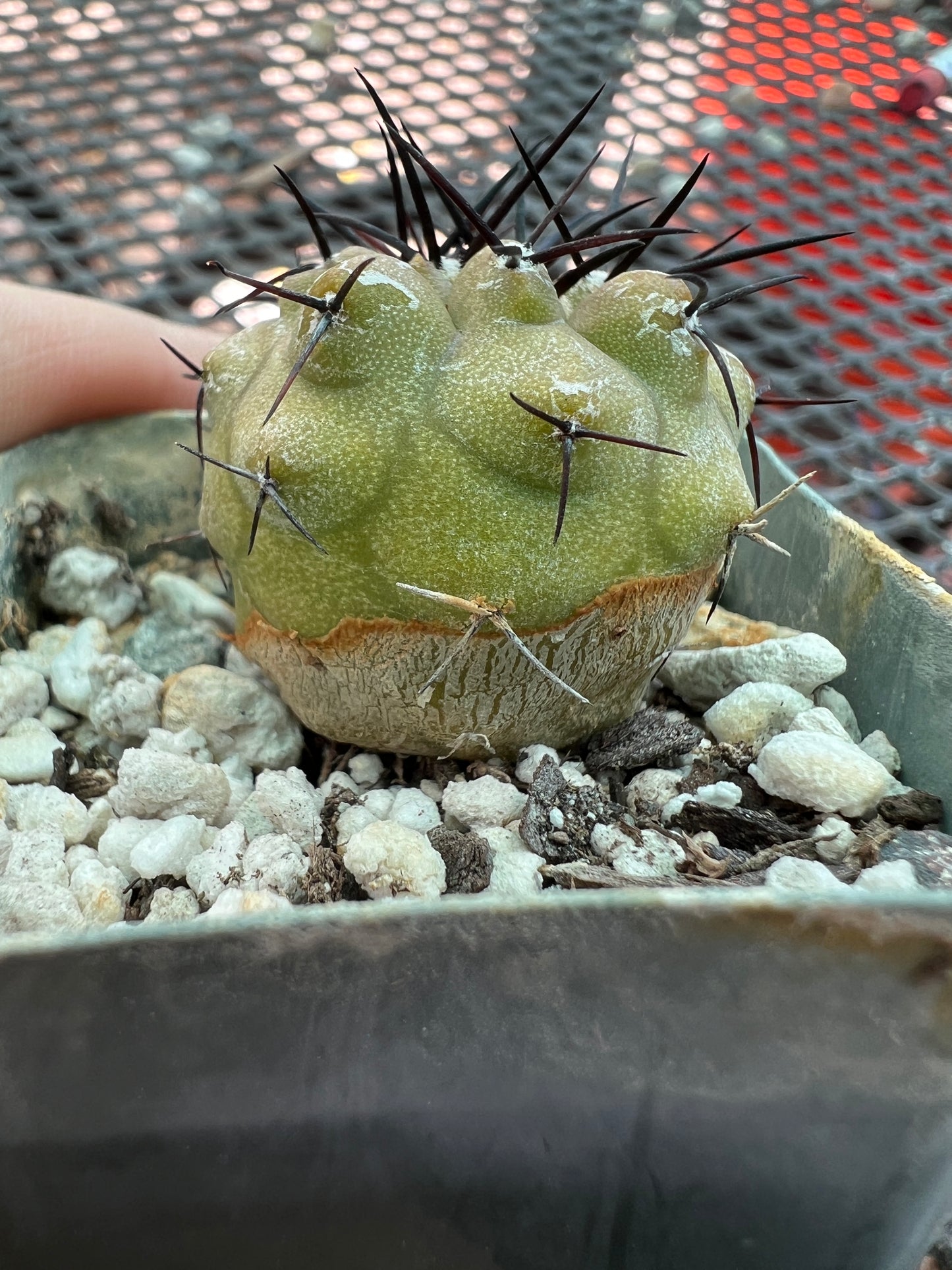 Copiapoa cinerea cactus, has some corking/scara