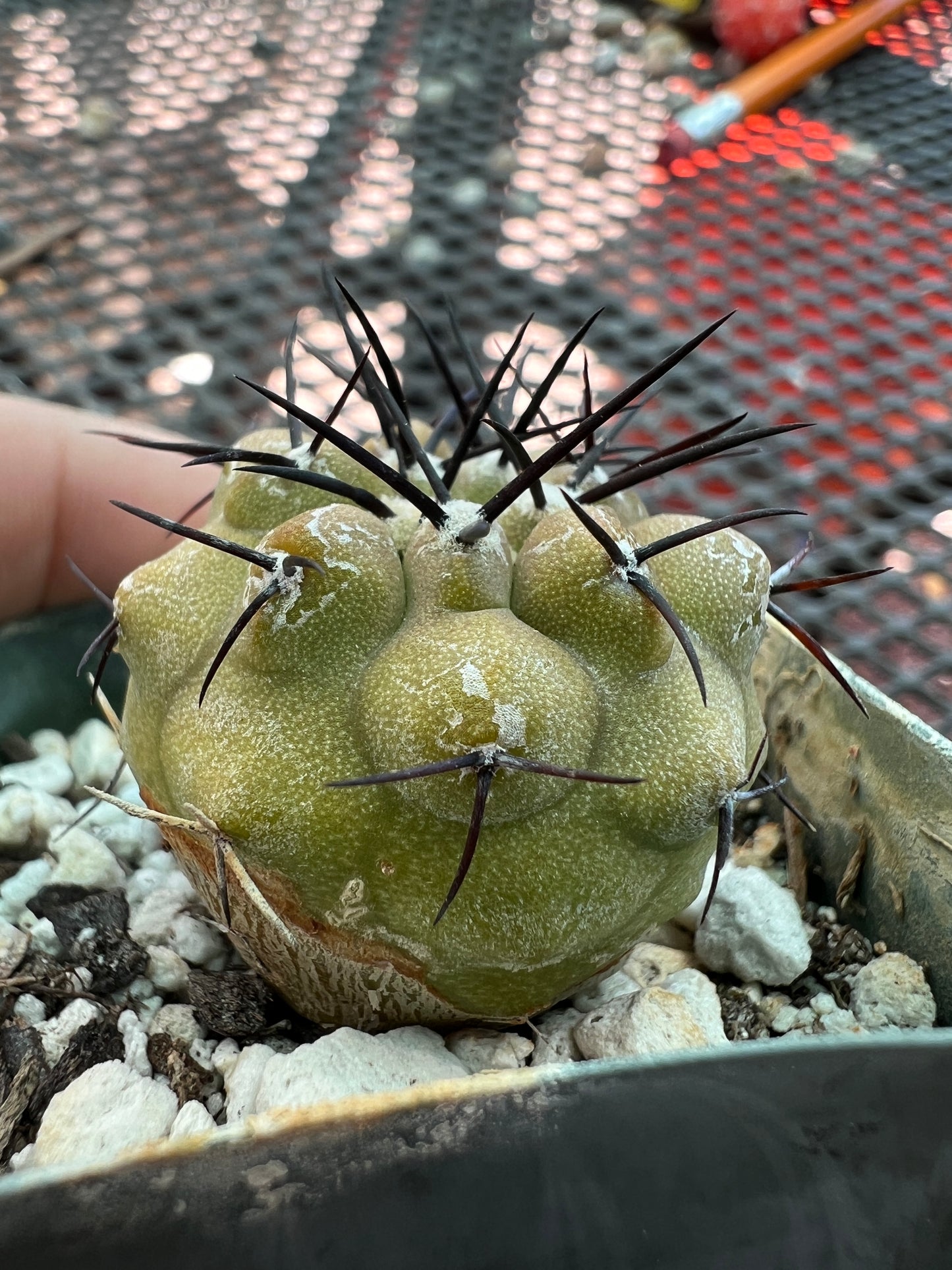 Copiapoa cinerea cactus, has some corking/scara