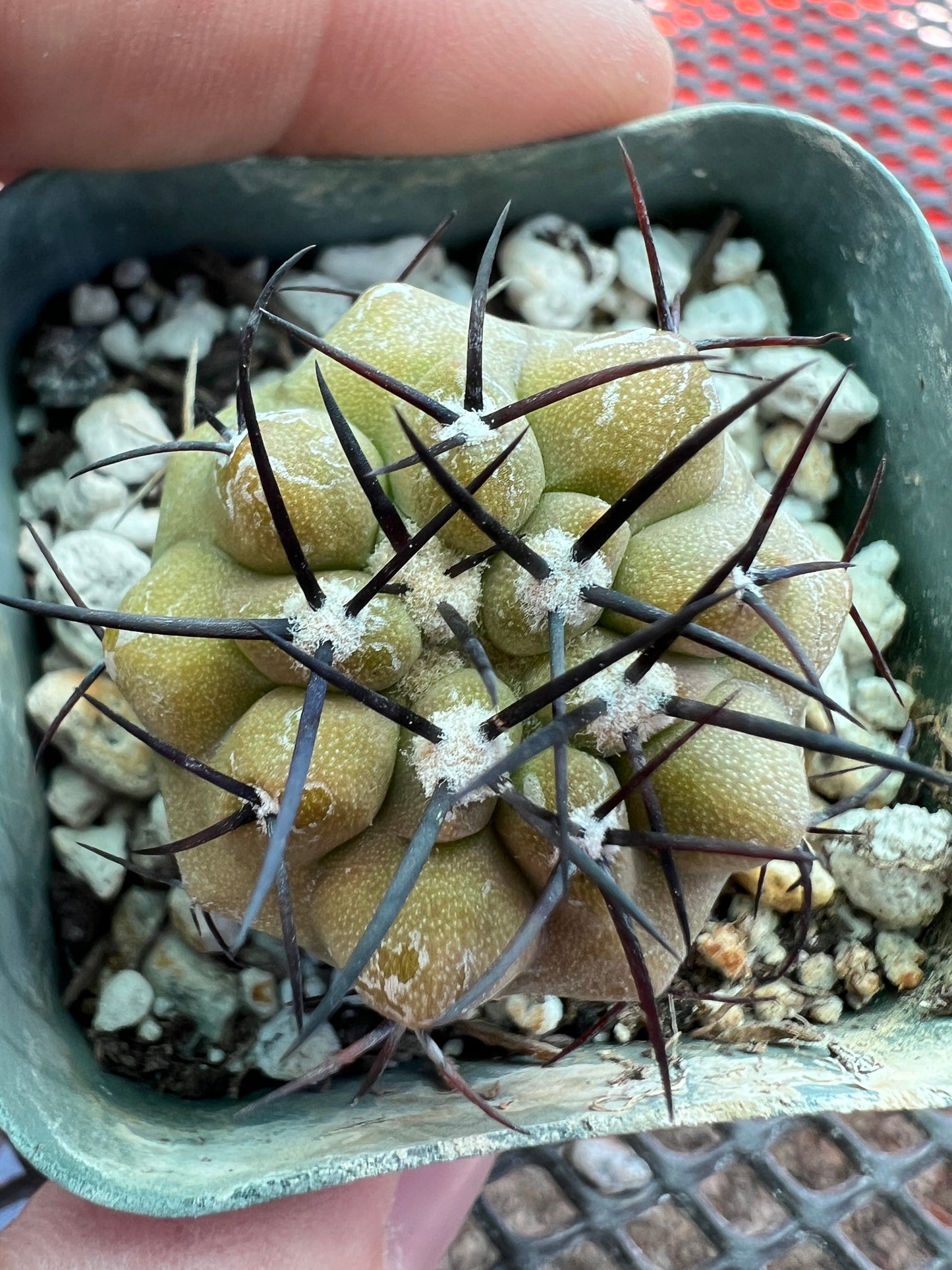 Copiapoa cinerea cactus, has some corking/scara