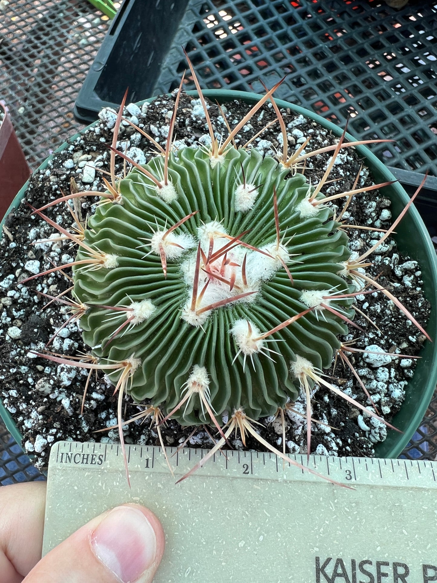 Stenocactus multicostatus in 6 inch pot very nice