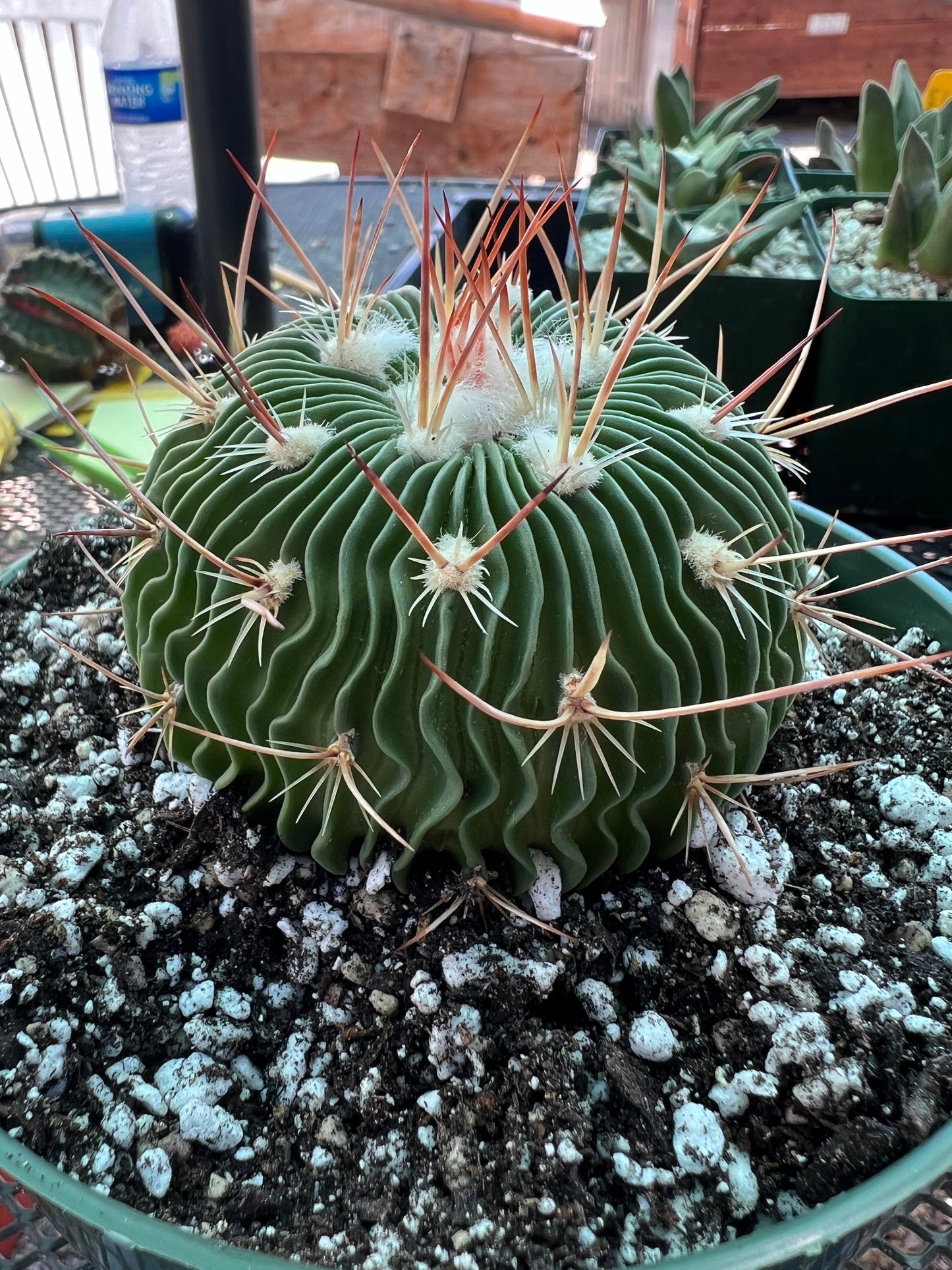 Stenocactus multicostatus in 6 inch pot very nice