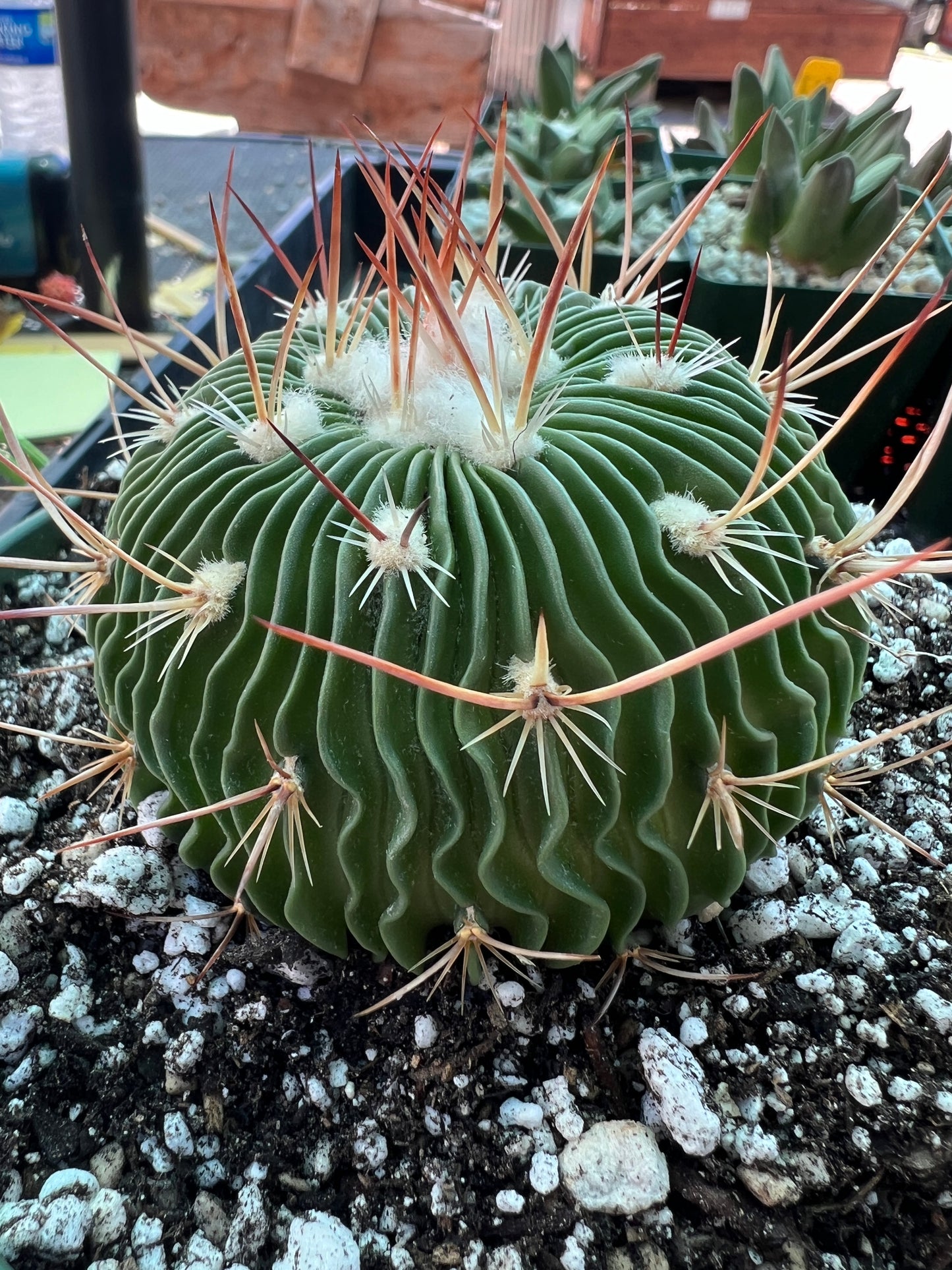 Stenocactus multicostatus in 6 inch pot very nice