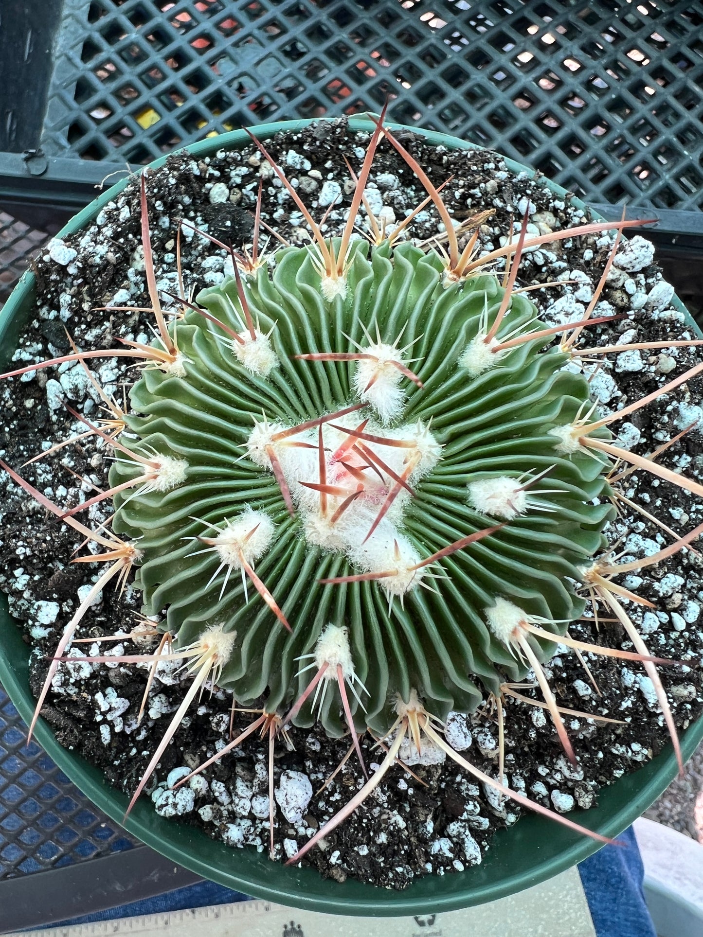 Stenocactus multicostatus in 6 inch pot very nice