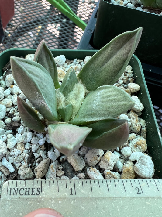 Ariocarpus retusus hybrid cactus cheap #2