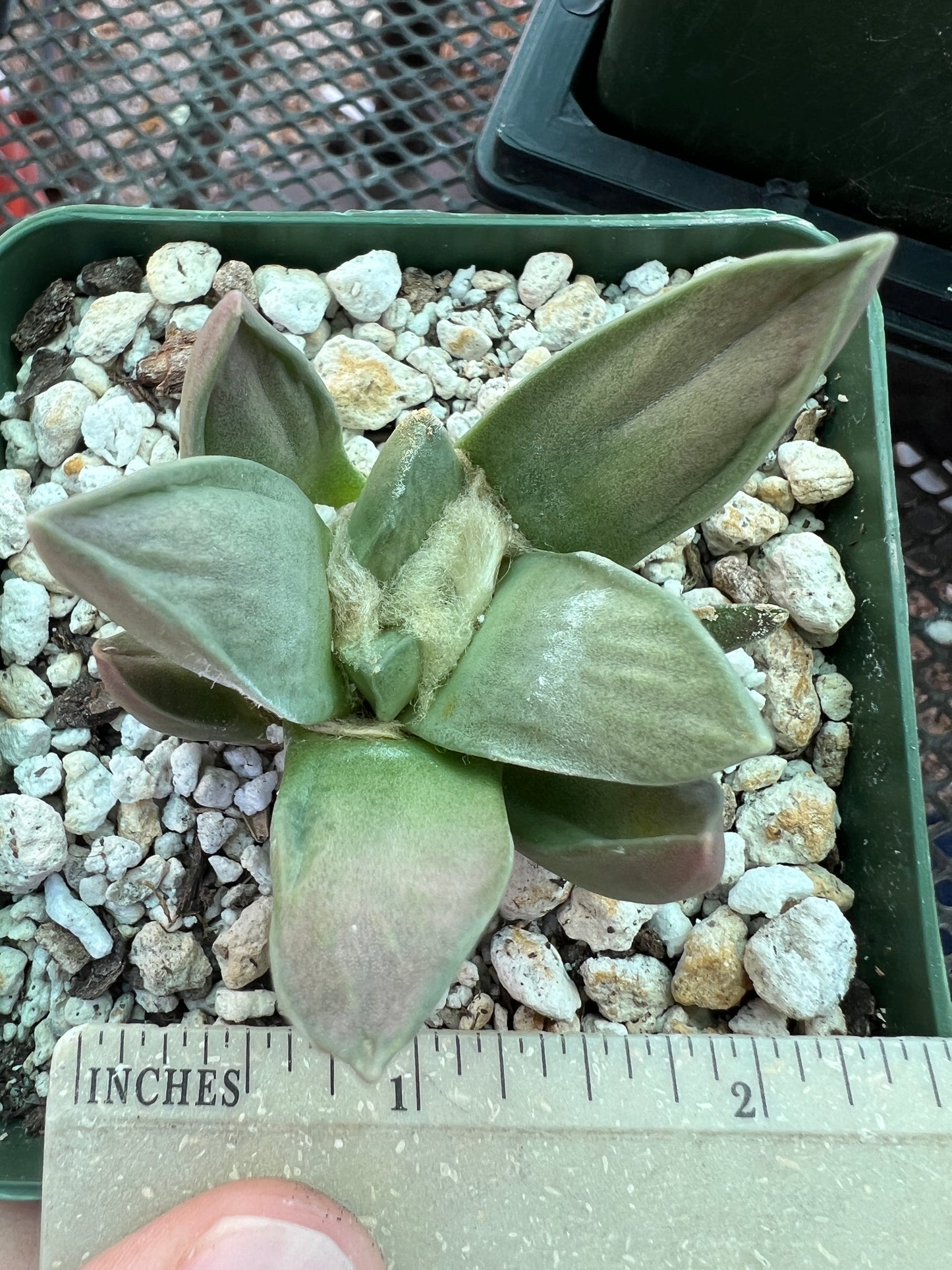 Ariocarpus retusus hybrid cactus cheap #2