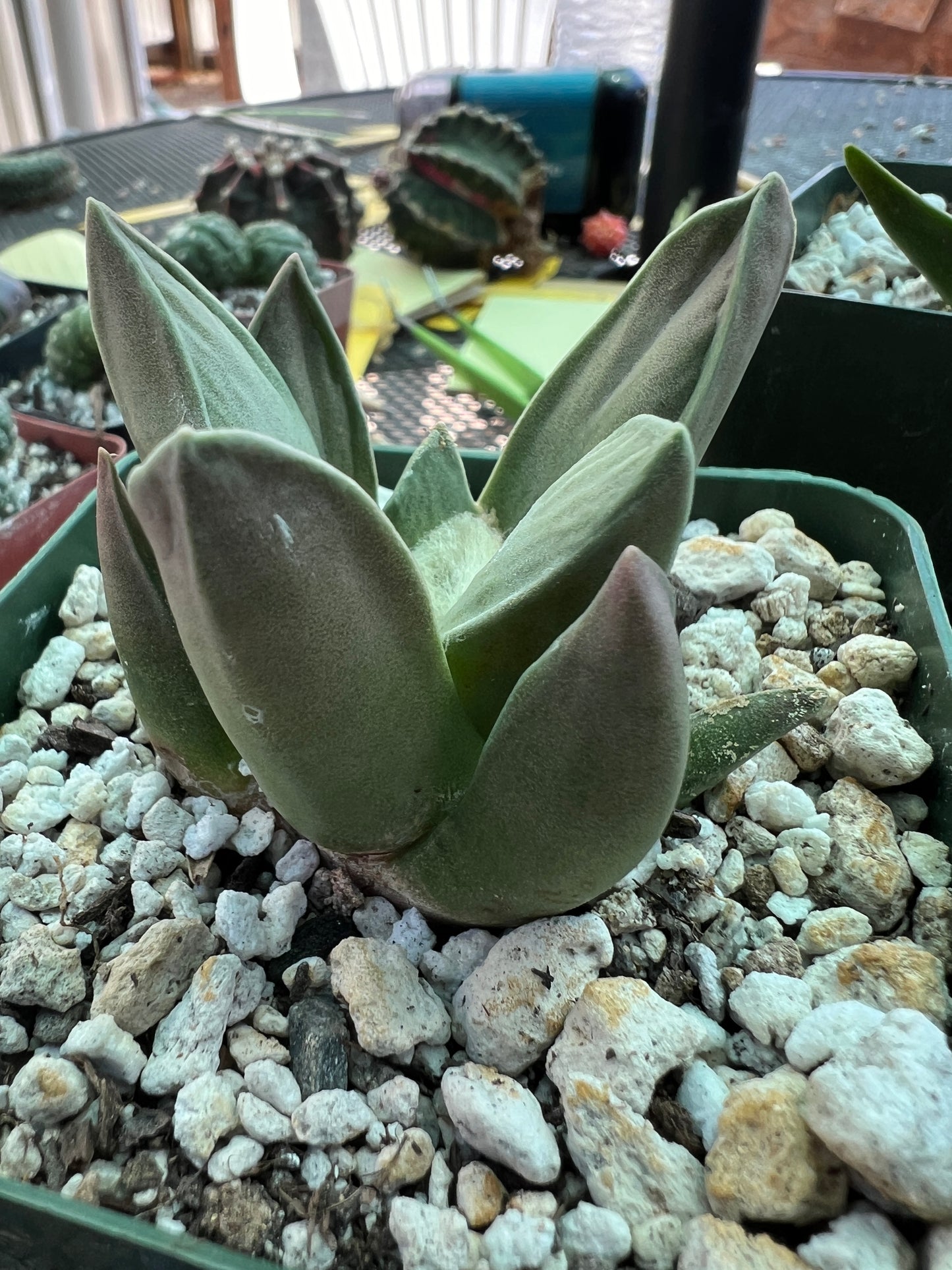 Ariocarpus retusus hybrid cactus cheap #2