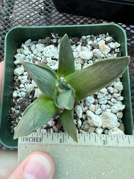 Ariocarpus retusus hybrid cheap #3