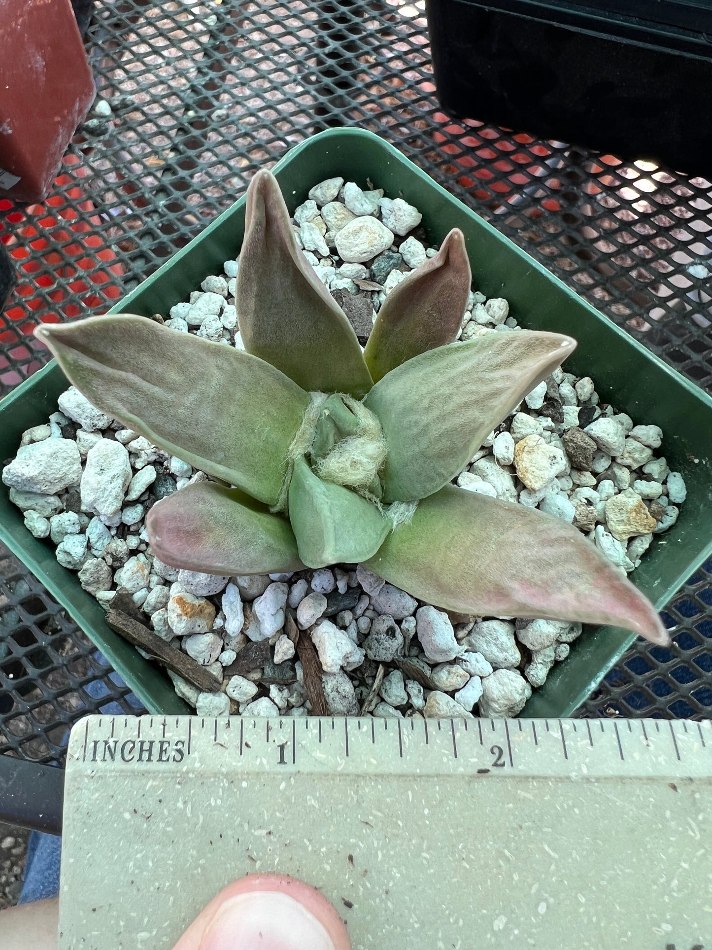 Ariocarpus retusus hybrid #4 cheap