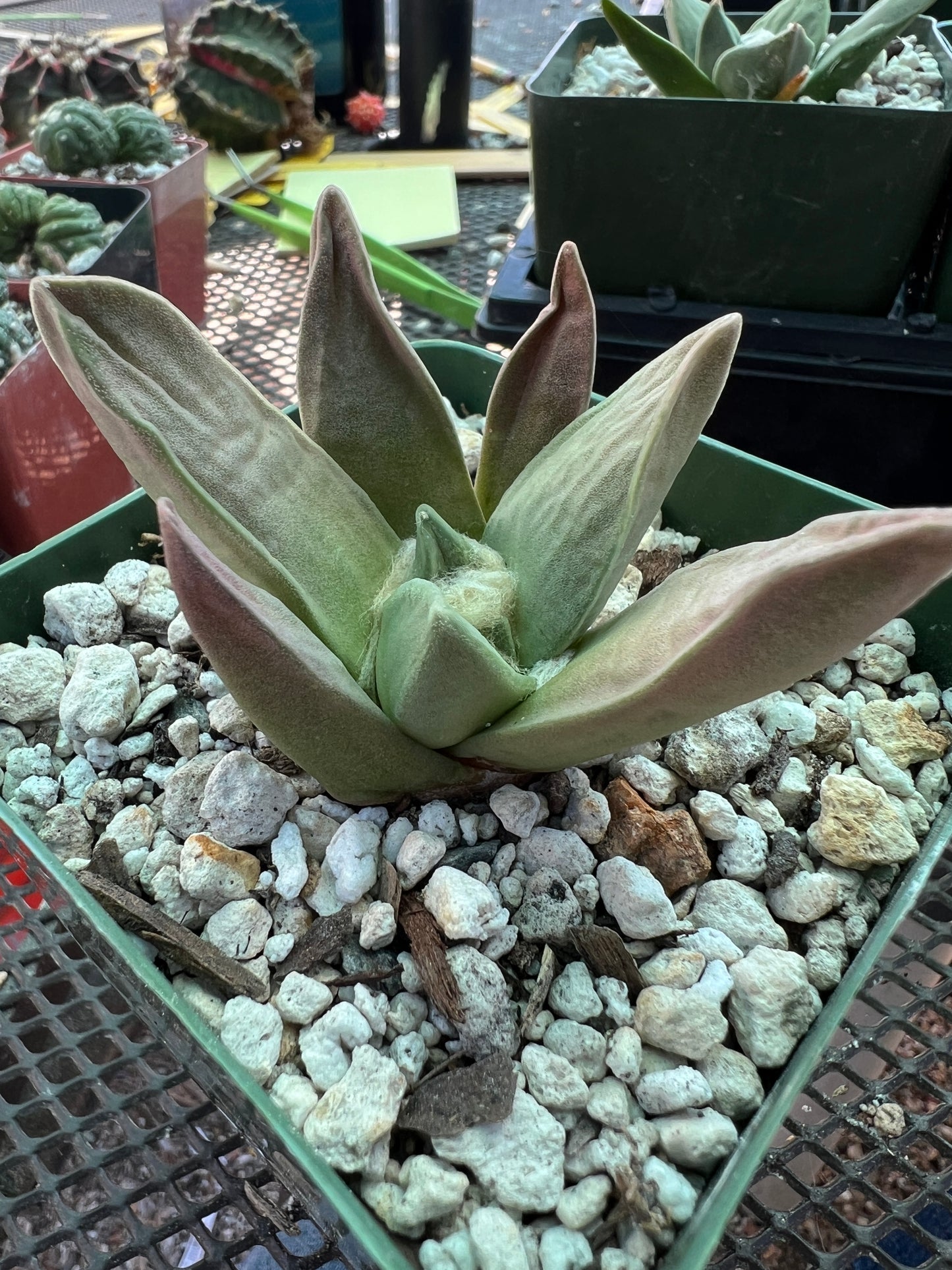 Ariocarpus retusus hybrid #4 cheap