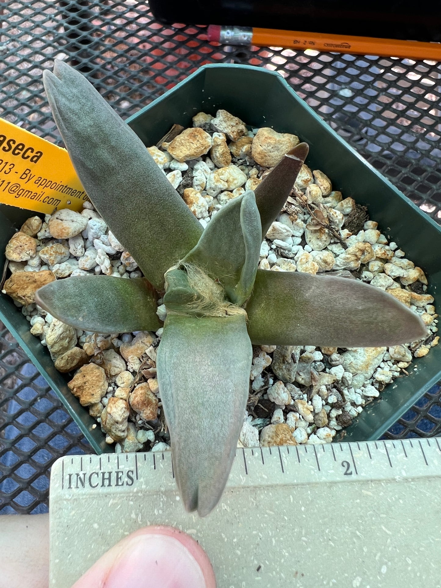 Ariocarpus retusus hybrid cactus #5 cheap