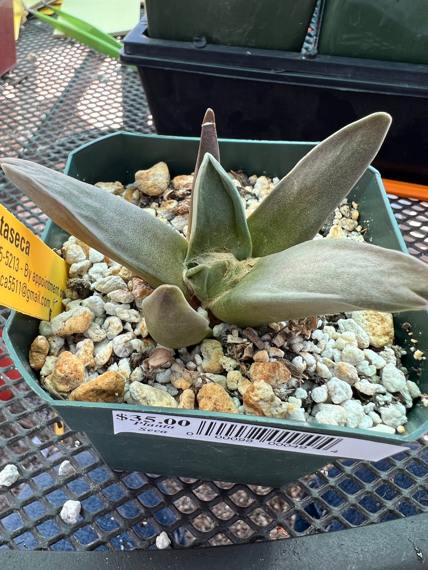 Ariocarpus retusus hybrid cactus #5 cheap