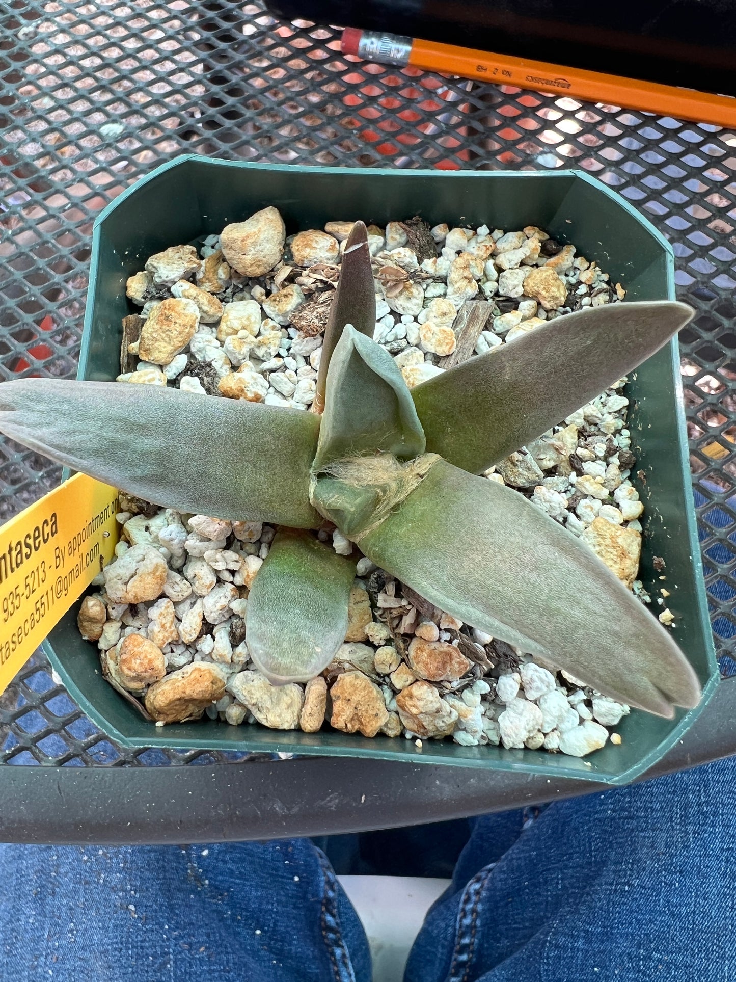 Ariocarpus retusus hybrid cactus #5 cheap