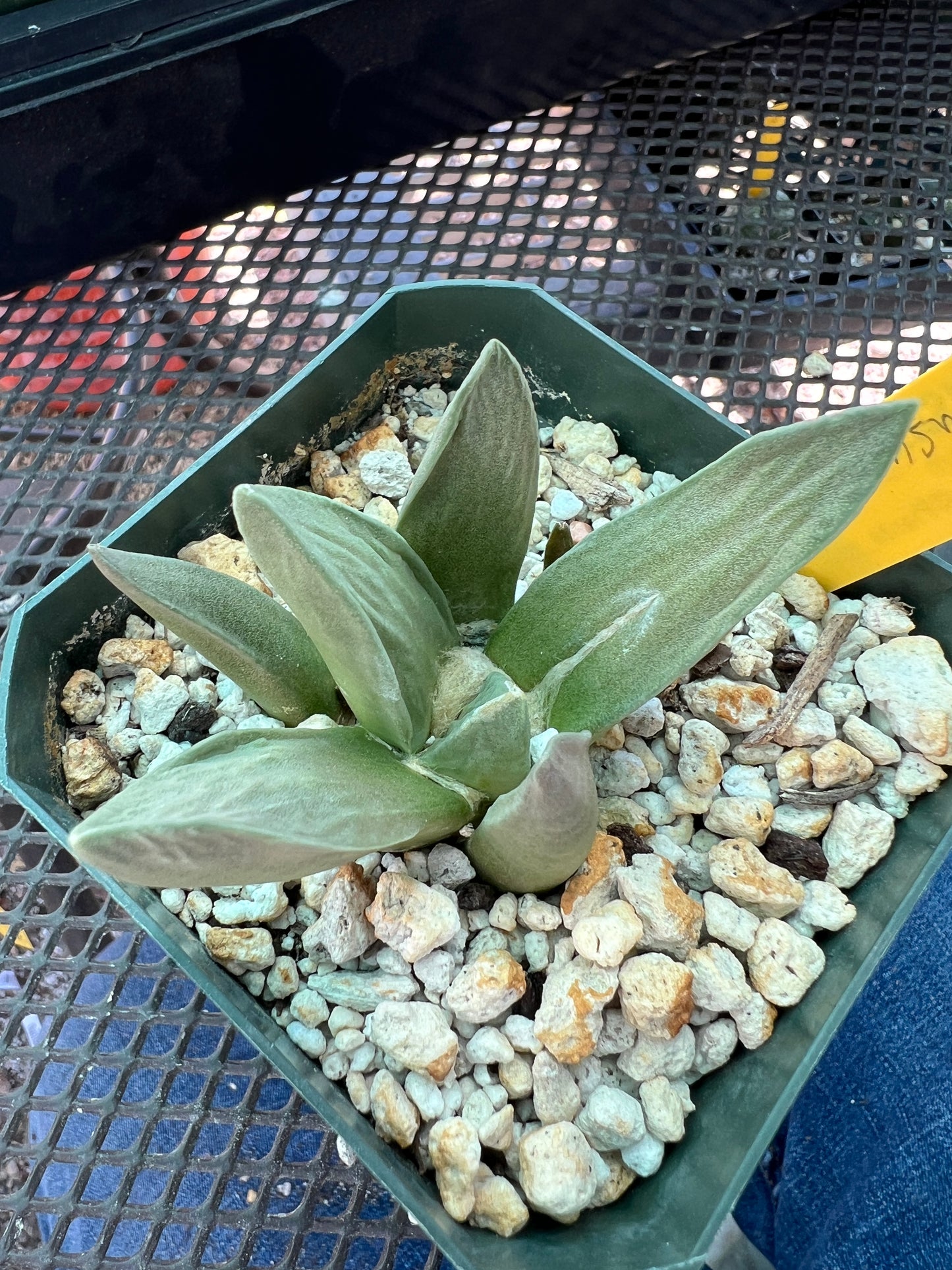 Ariocarpus retusus hybrid cactus #6