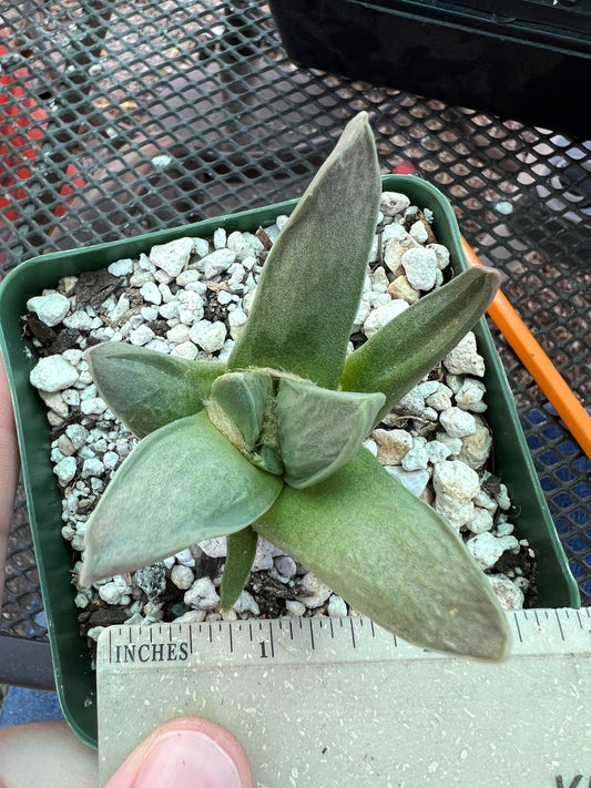 Ariocarpus retusus hybrid cactus cheap #7