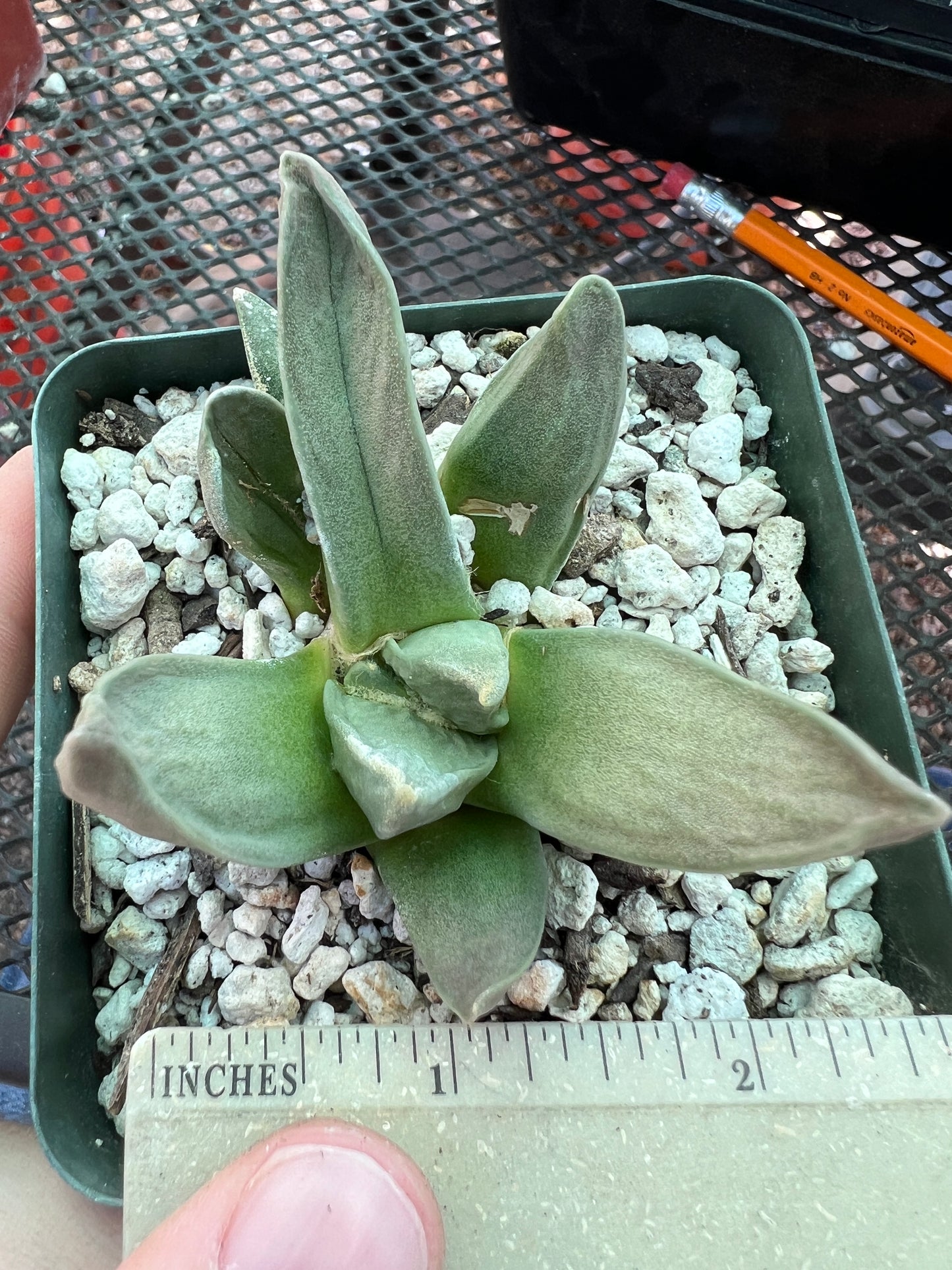 Ariocarpus hybrid cactus #9 cheap