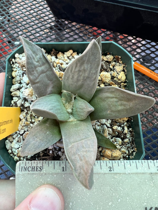 Ariocarpus retusus hybrid cactus #10