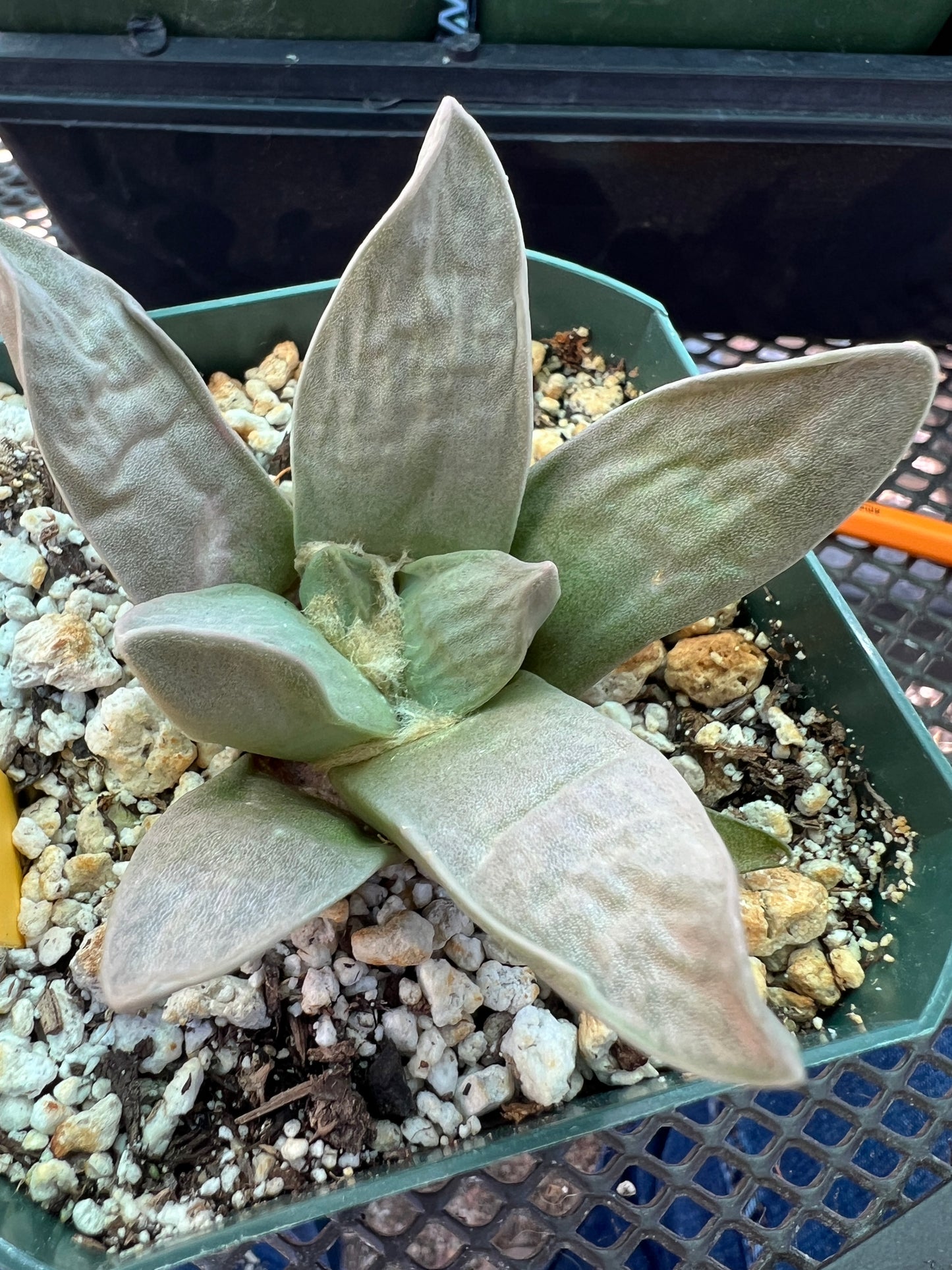 Ariocarpus retusus hybrid cactus #10