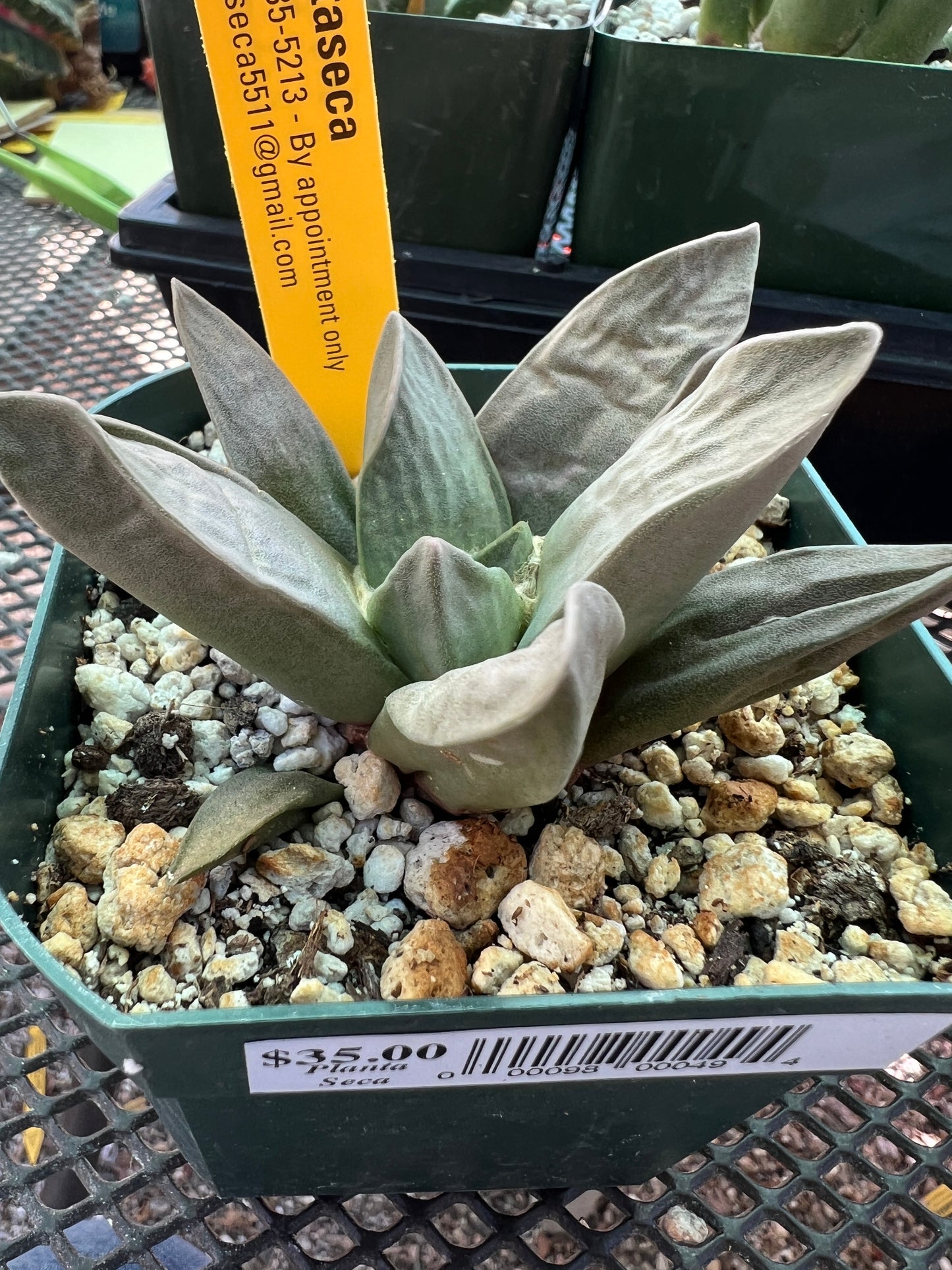 Ariocarpus retusus hybrid cactus #10