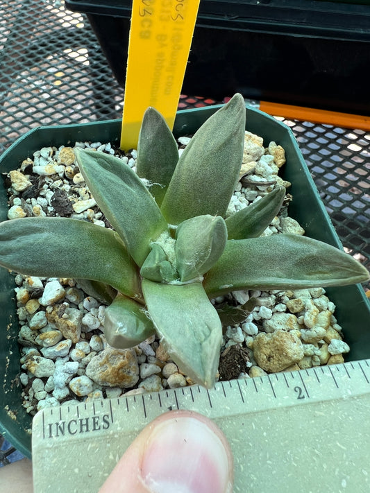 Ariocarpus retusus hybrid #12