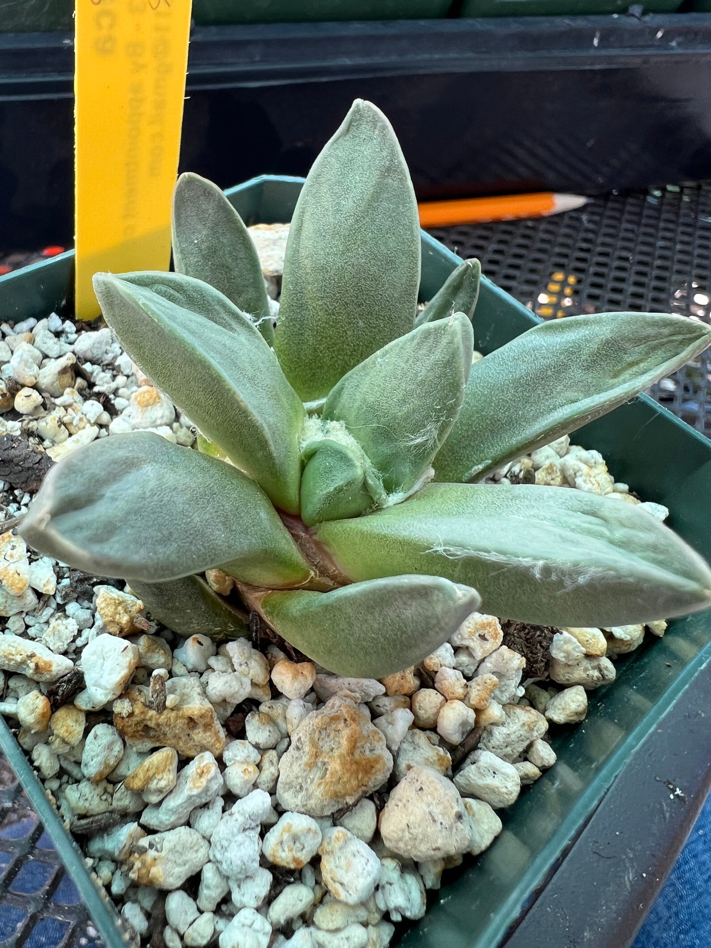 Ariocarpus retusus hybrid #12