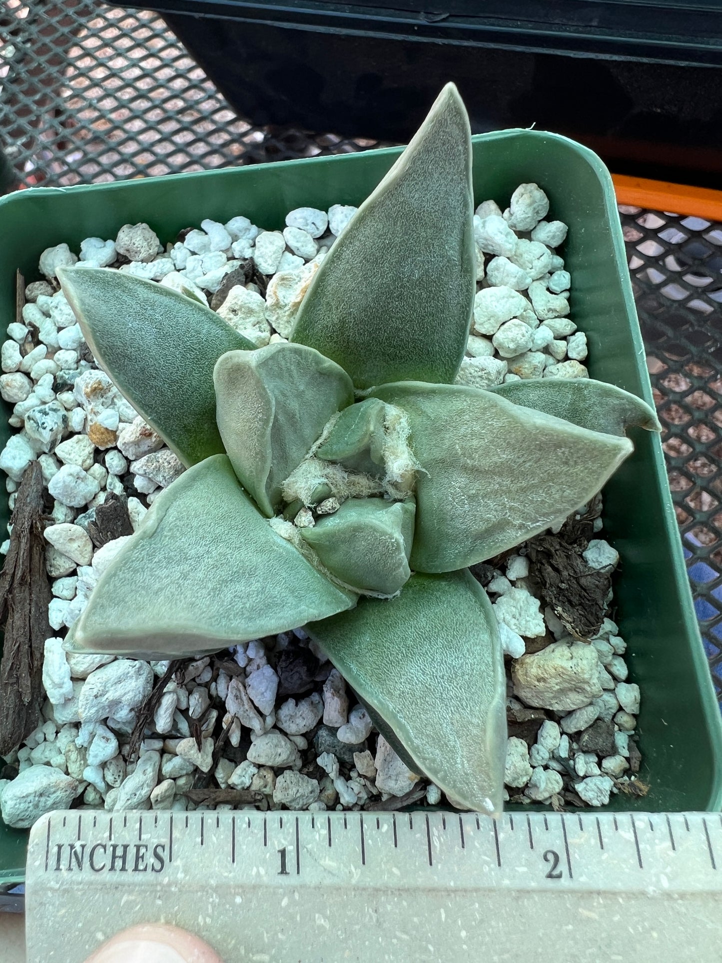 Ariocarpus retusus hybrid cactus #17