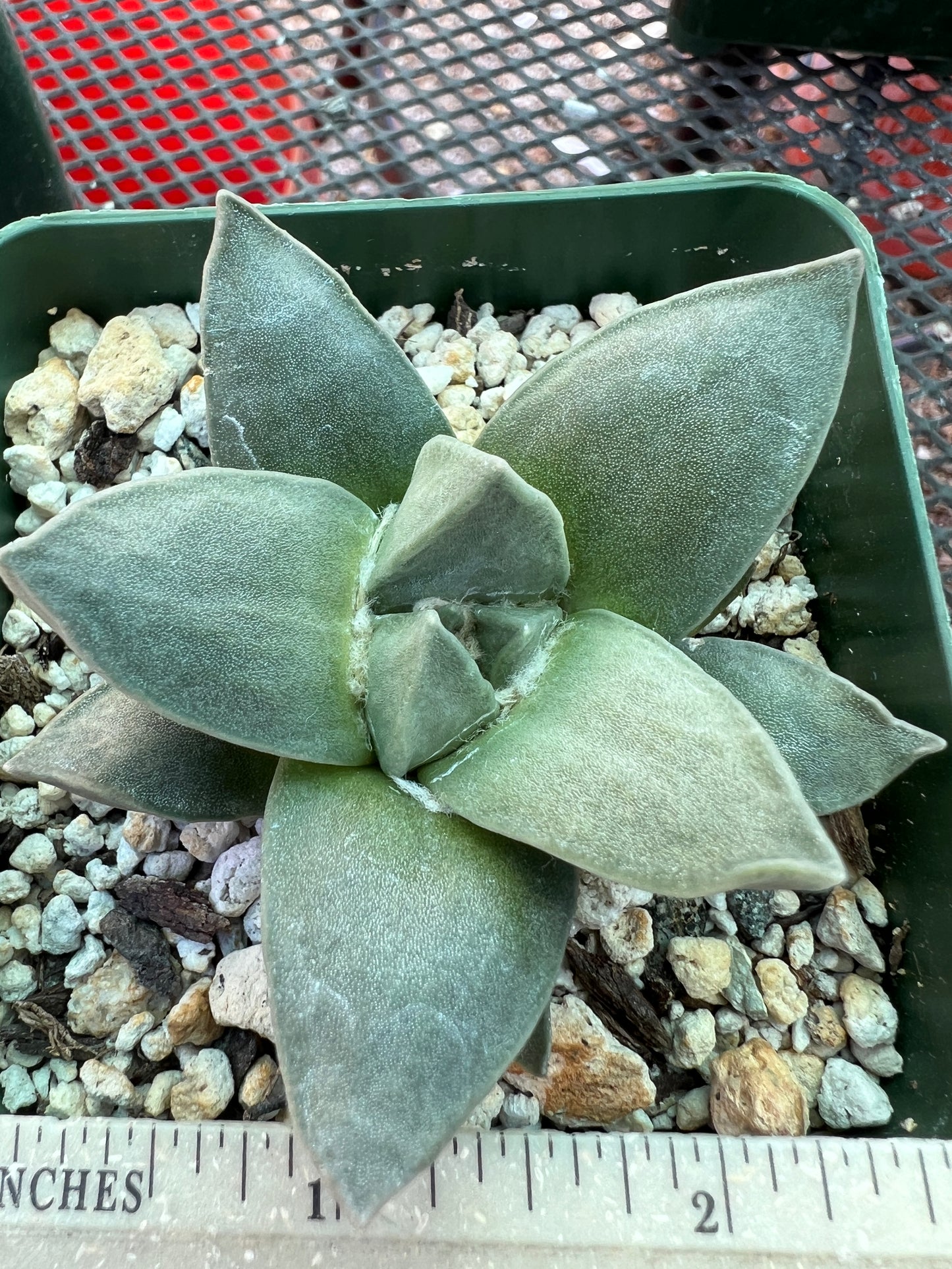 Ariocarpus retusus hybrid cactus #22