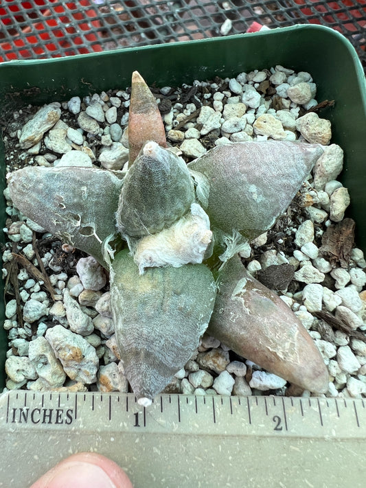 Ariocarpus retusus rough tubercle cactus #23