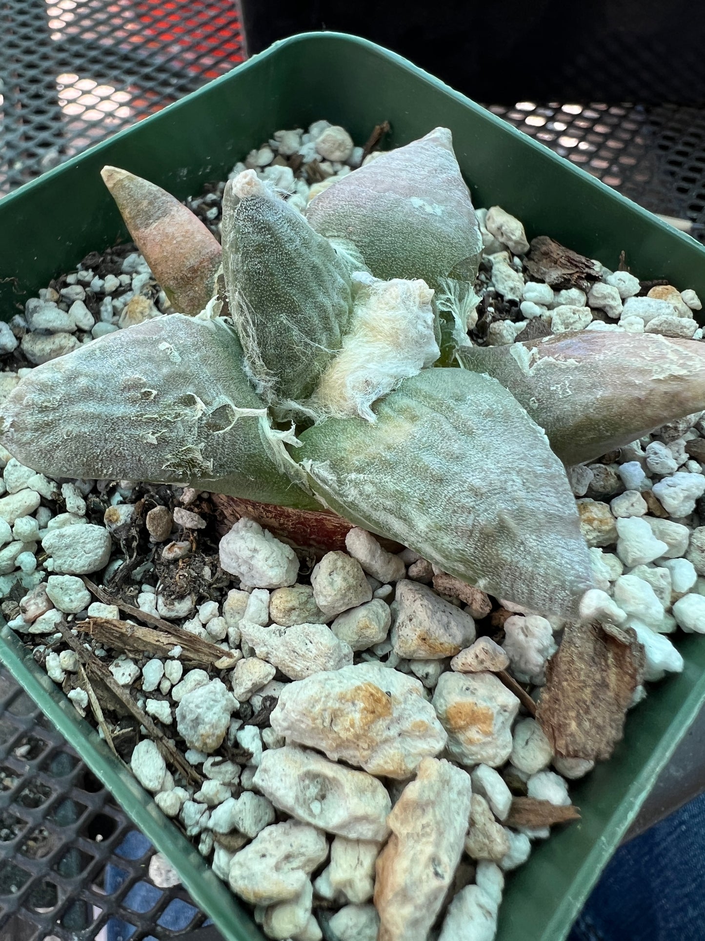 Ariocarpus retusus rough tubercle cactus #23