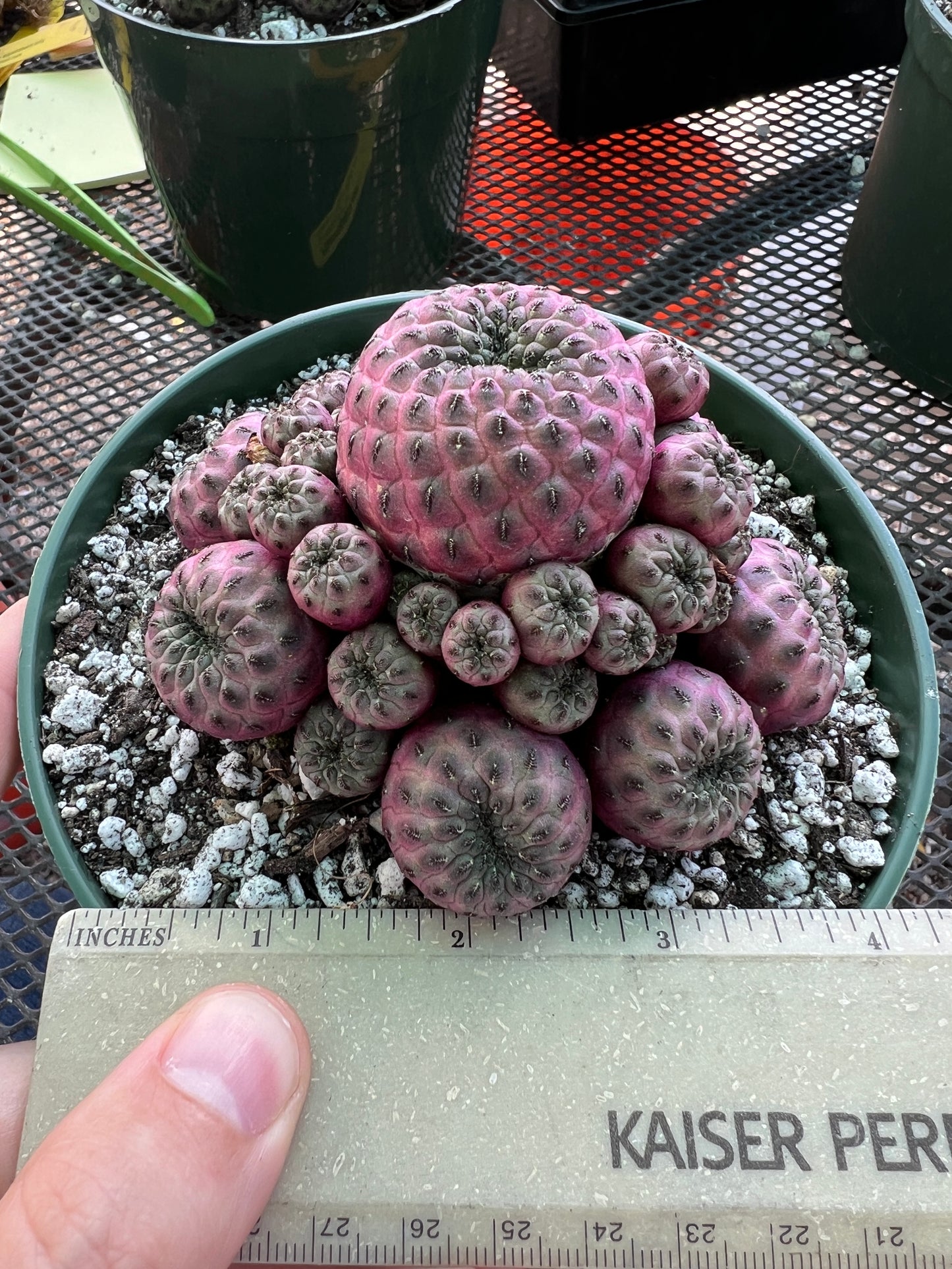 Sulcorebutia rauschii violaceidermis cv. Mars cactus in 6 inch pot nice