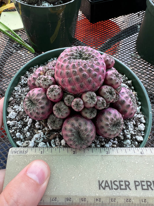 Sulcorebutia rauschii violaceidermis cv. Mars cactus in 6 inch pot nice