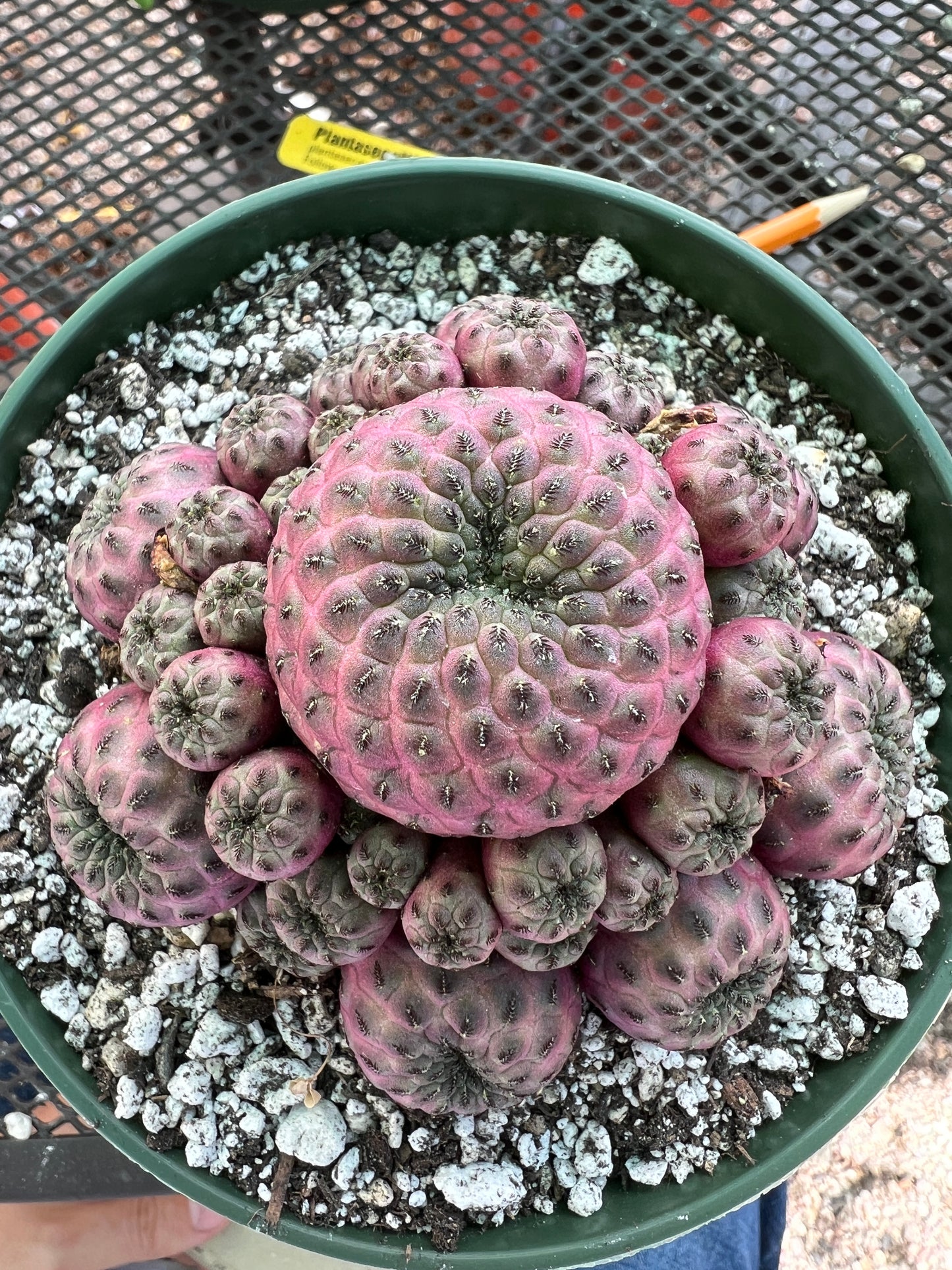 Sulcorebutia rauschii violaceidermis cv. Mars cactus in 6 inch pot nice