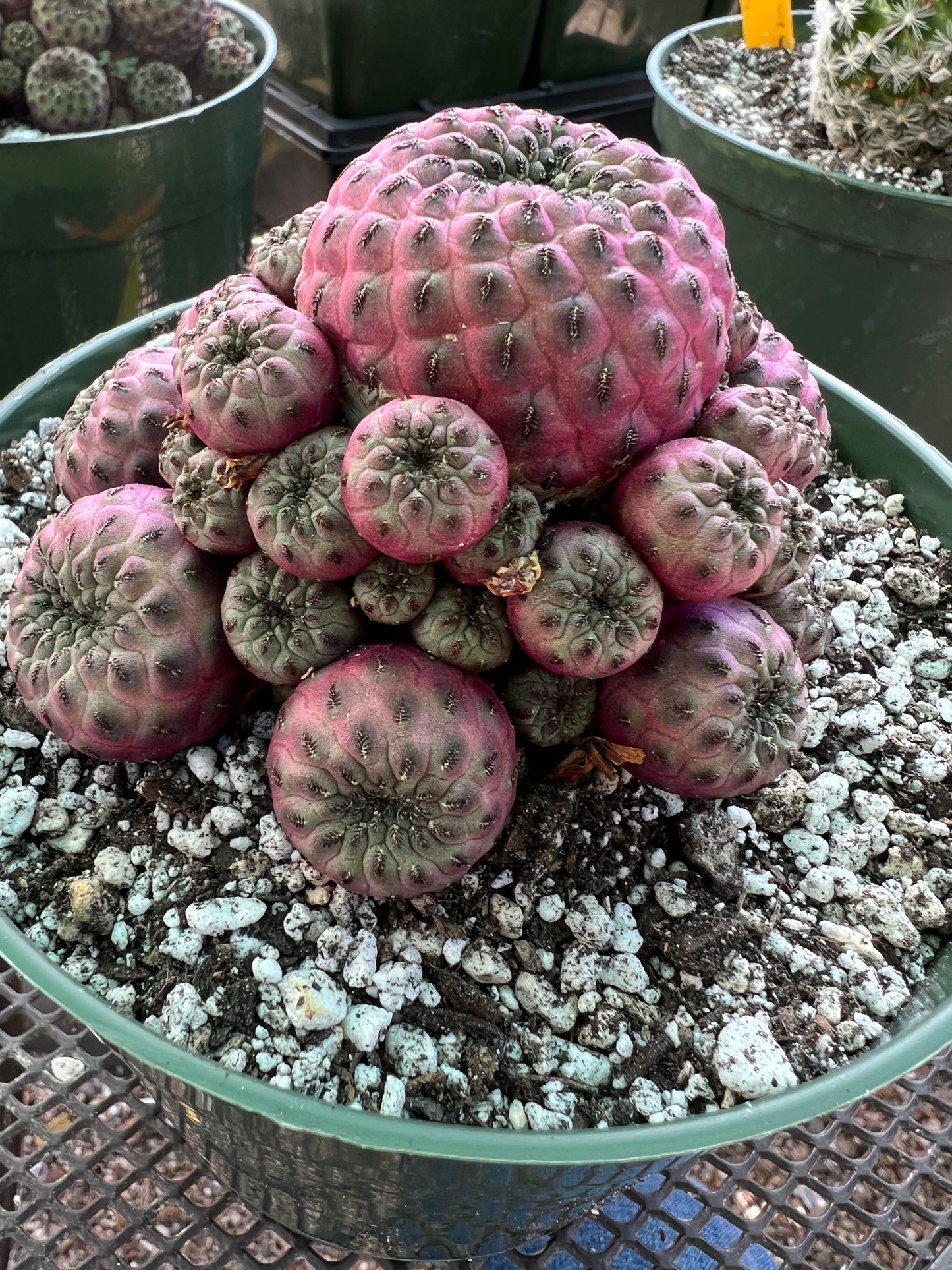 Sulcorebutia rauschii violaceidermis cv. Mars cactus in 6 inch pot nice