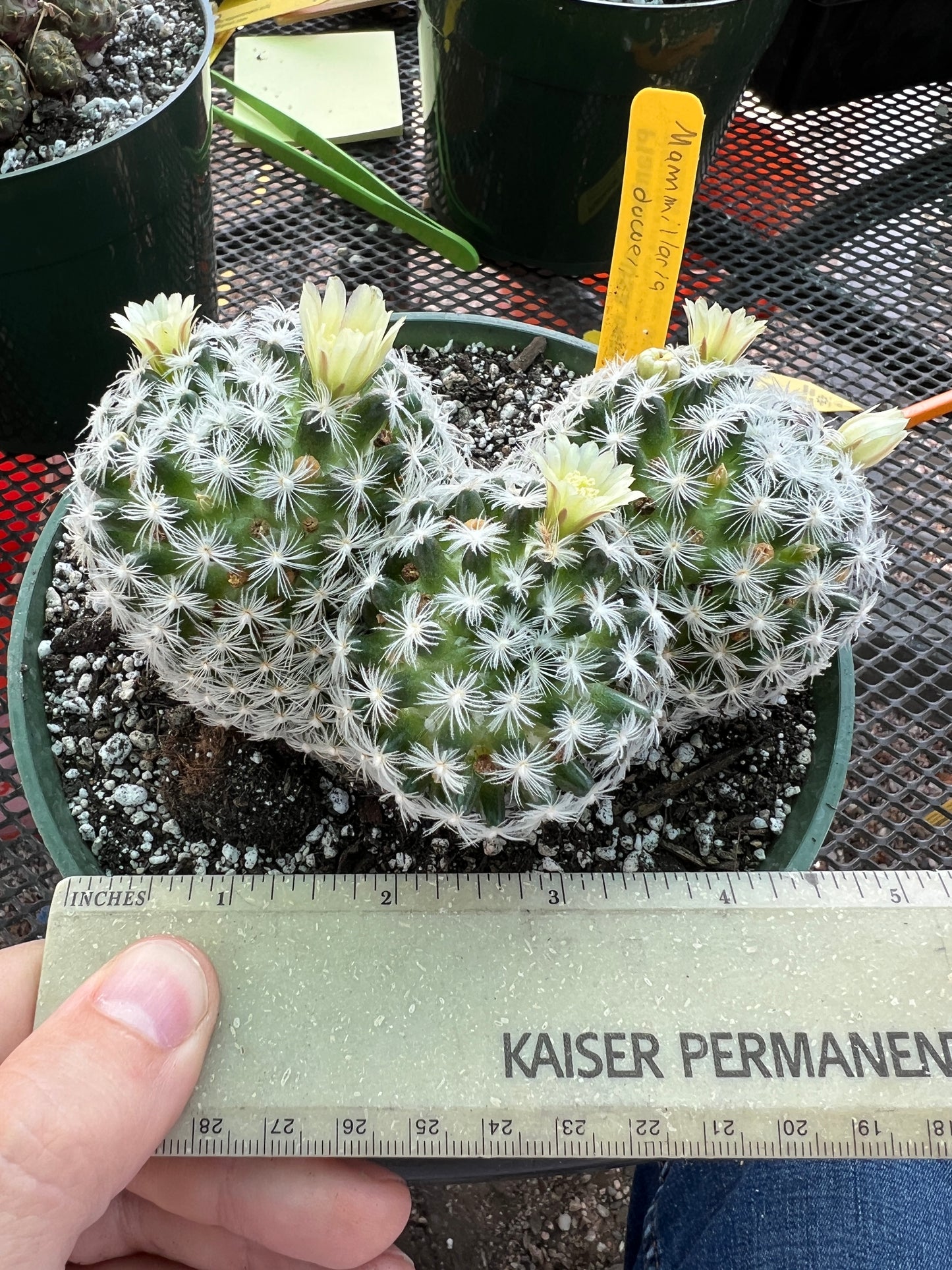 Mammillaria duweii cactus three headed in 6 inch pot