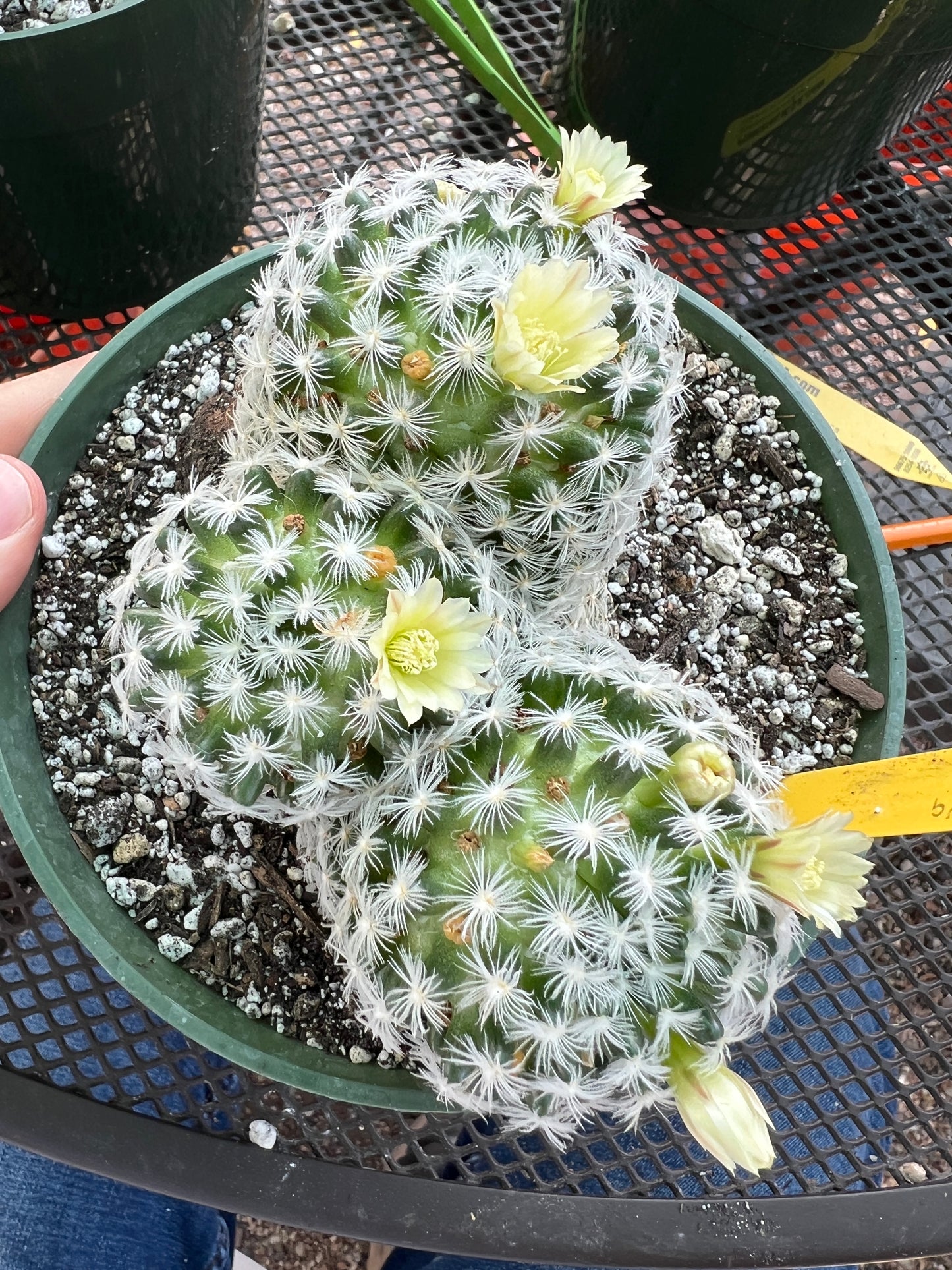 Mammillaria duweii cactus three headed in 6 inch pot