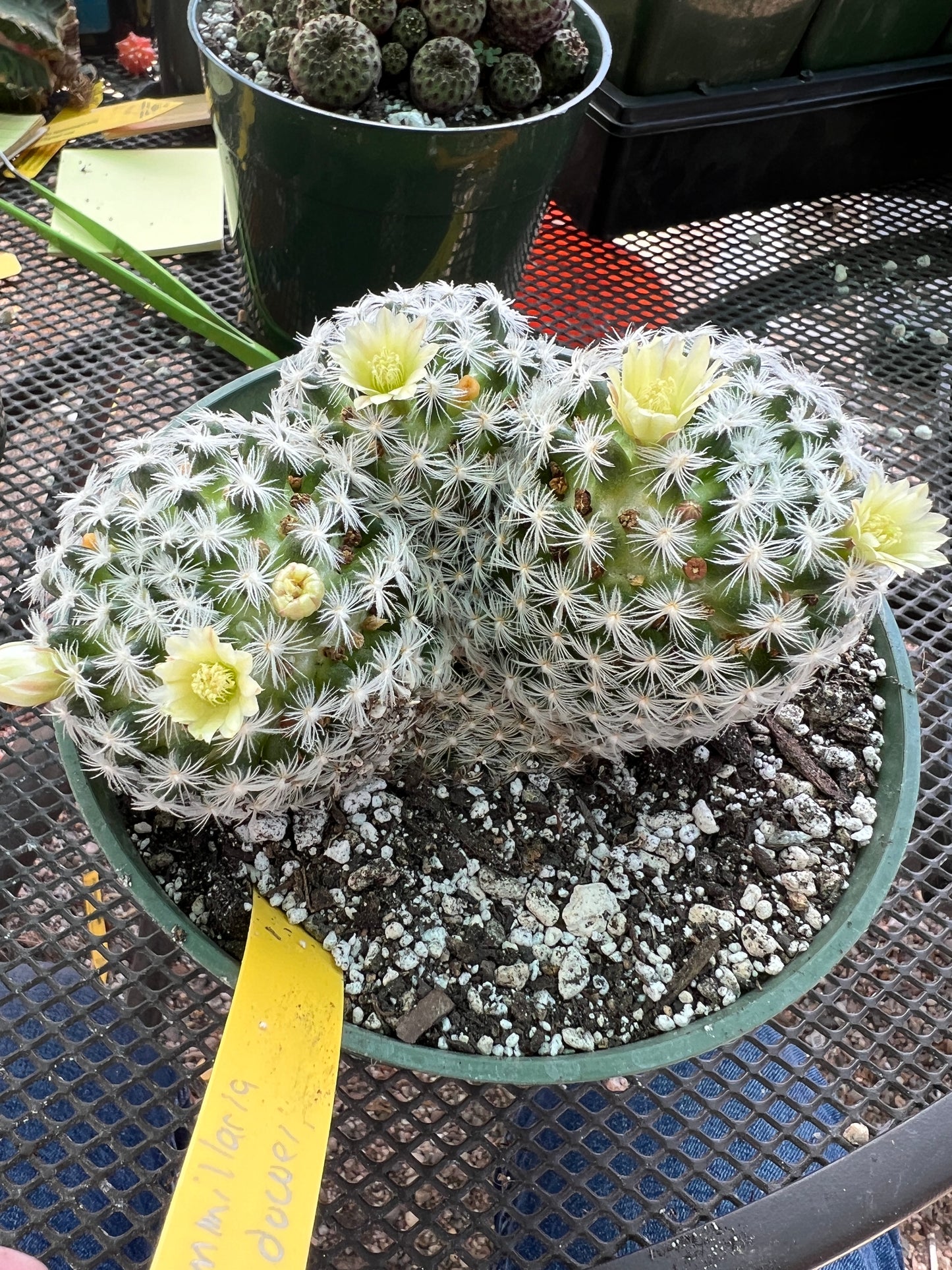 Mammillaria duweii cactus three headed in 6 inch pot