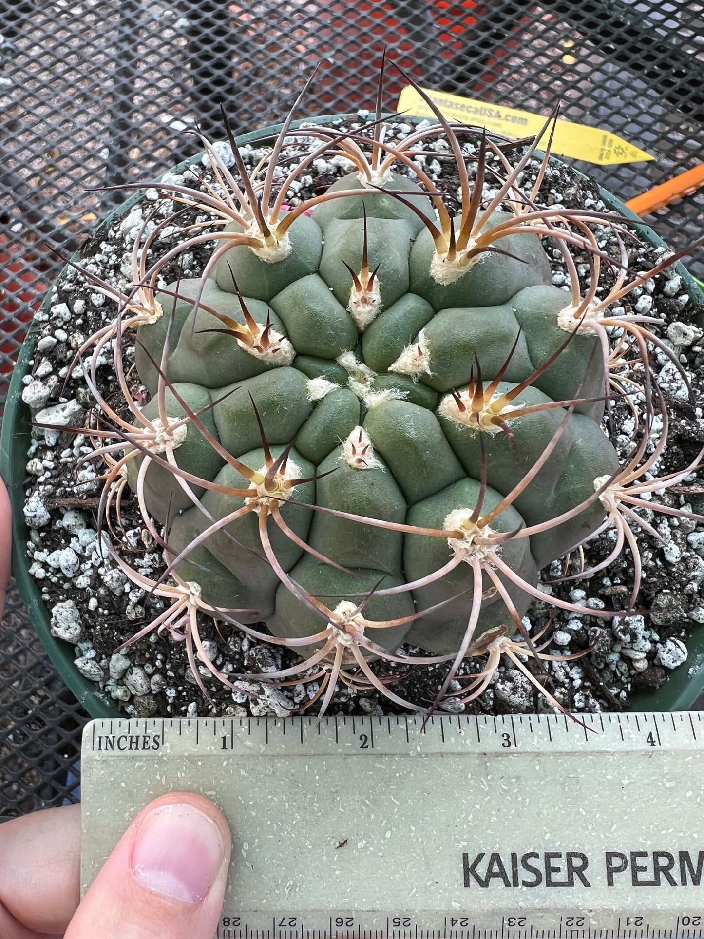 Gymnocalycium pflanzii cactus in 6 inch pot, some marks