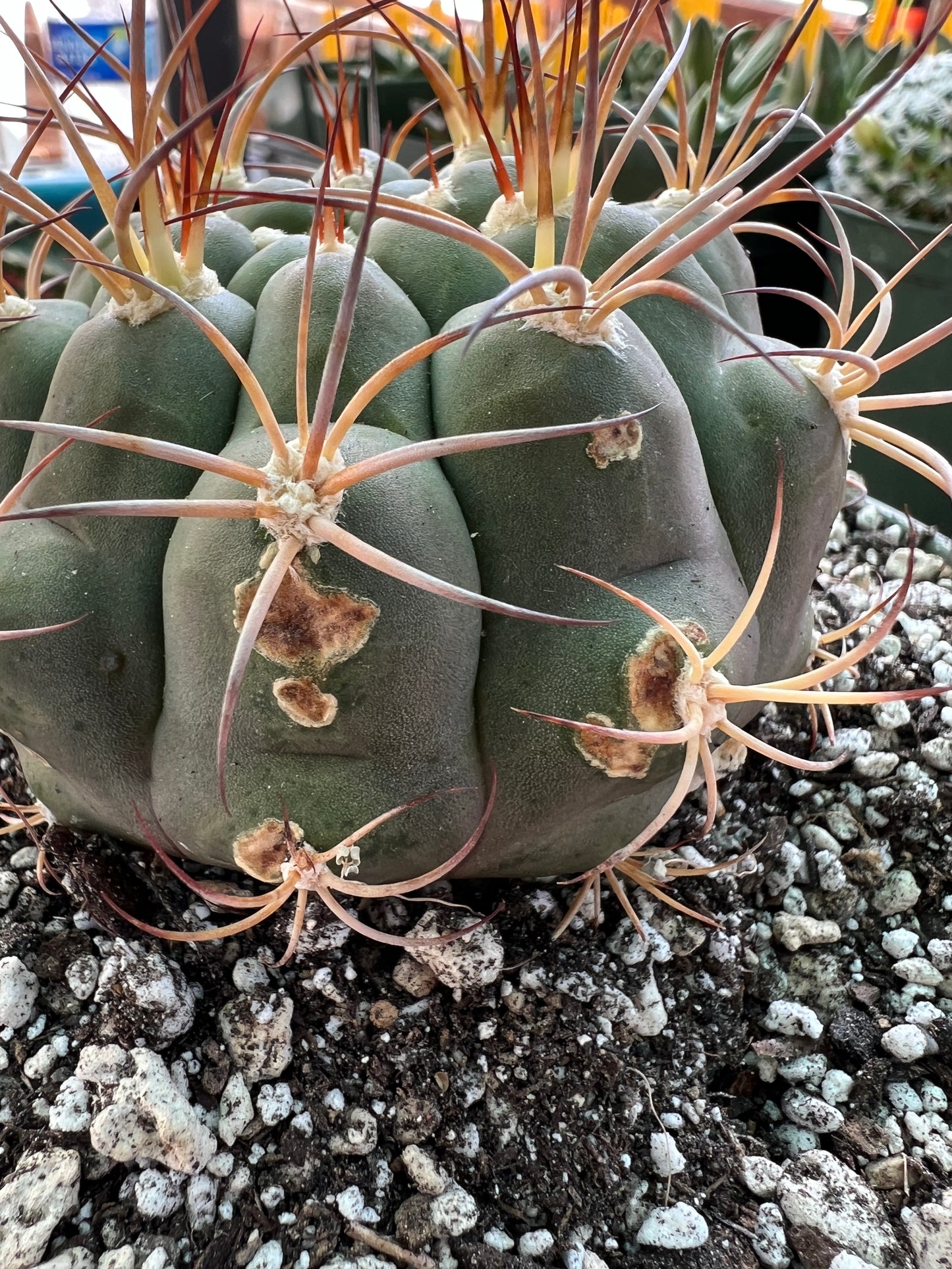 Gymnocalycium pflanzii cactus in 6 inch pot, some marks