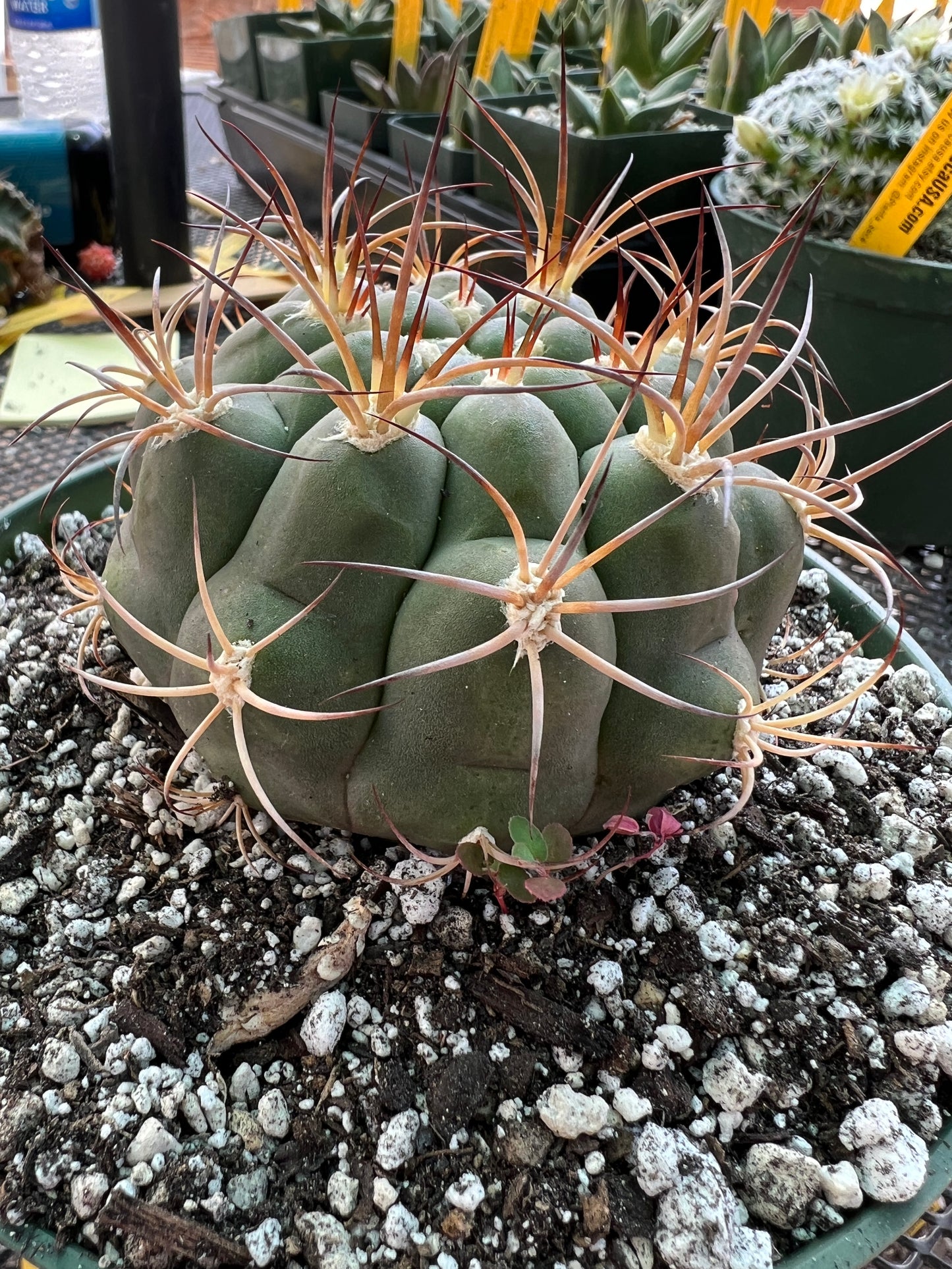 Gymnocalycium pflanzii cactus in 6 inch pot, some marks