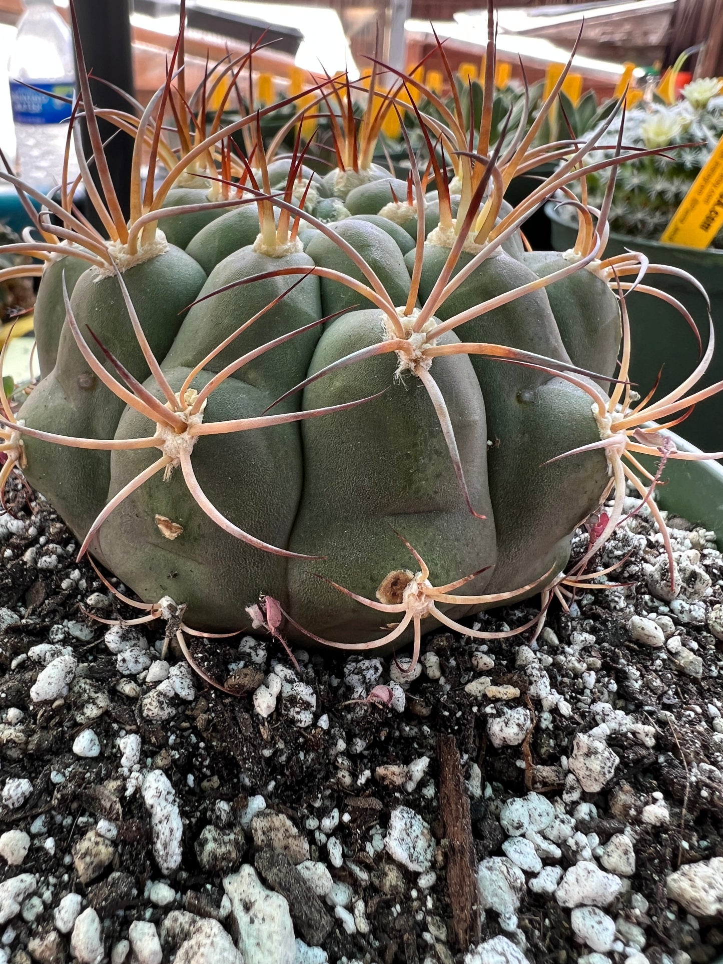 Gymnocalycium pflanzii cactus in 6 inch pot, some marks