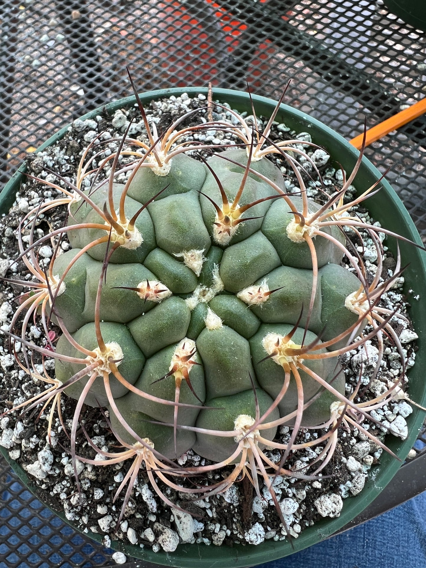 Gymnocalycium pflanzii cactus in 6 inch pot, some marks