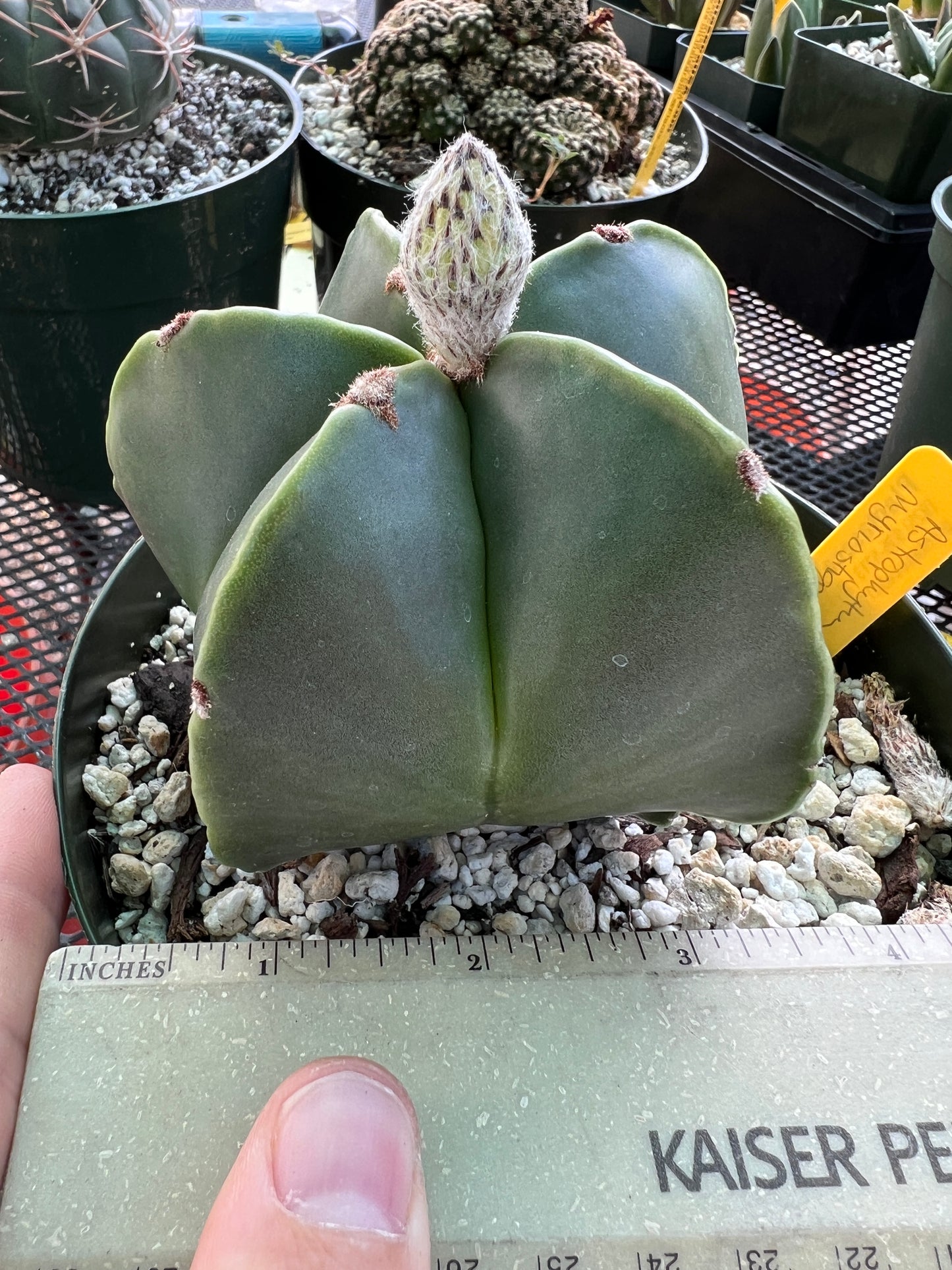 Astrophytum myriostigma nudum in 6 inch pot nice