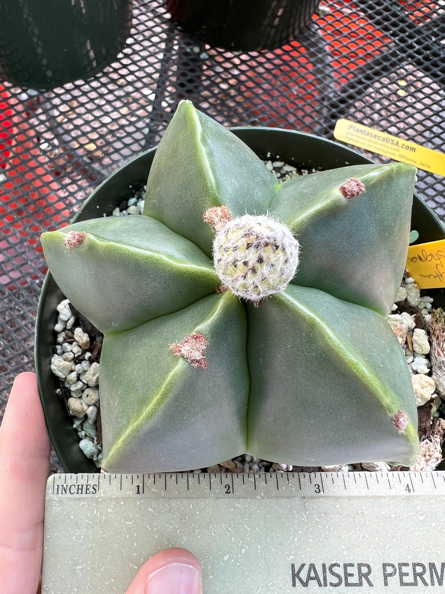 Astrophytum myriostigma nudum in 6 inch pot nice