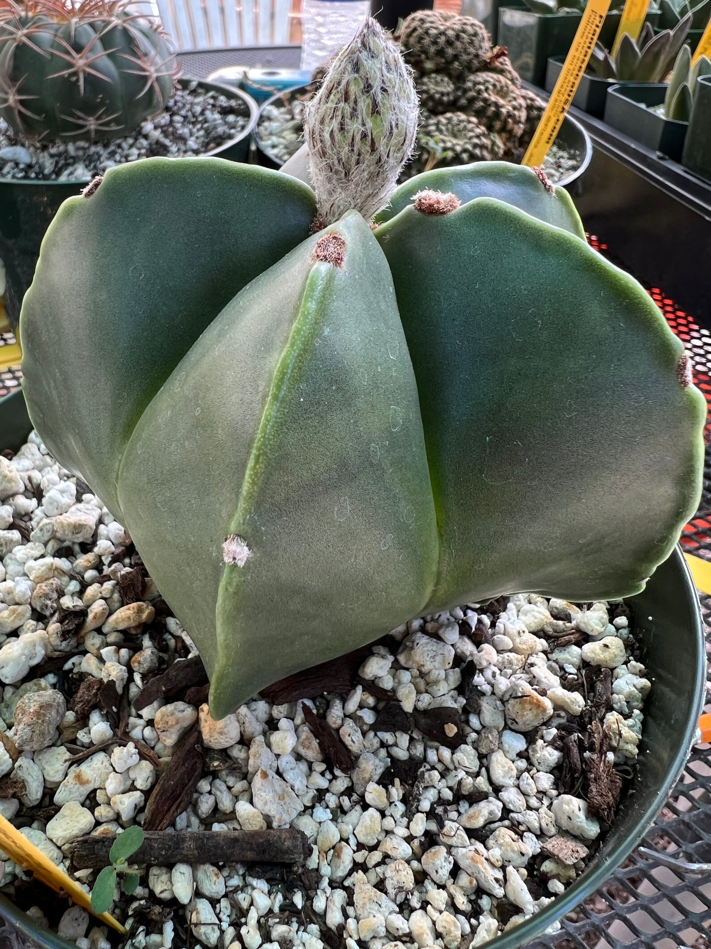 Astrophytum myriostigma nudum in 6 inch pot nice