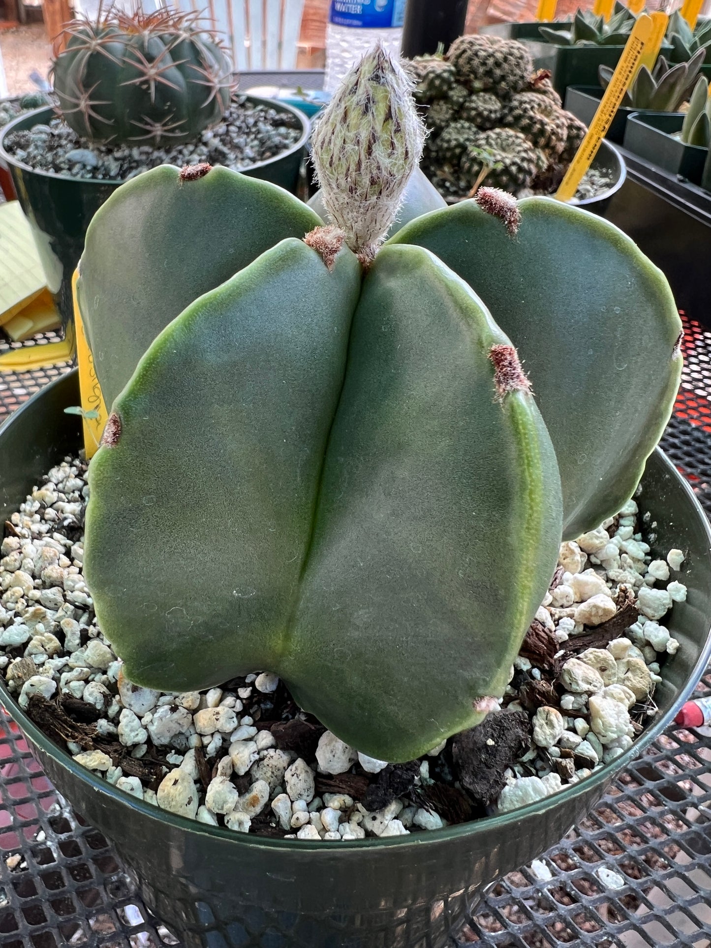 Astrophytum myriostigma nudum in 6 inch pot nice