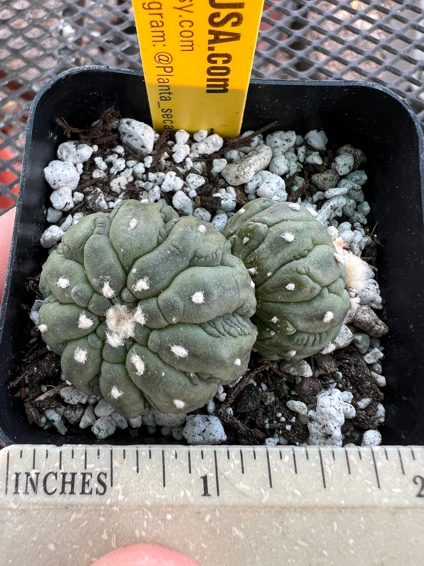 Astrophytum asterias kikko monstrose two headed BRITTLE #2