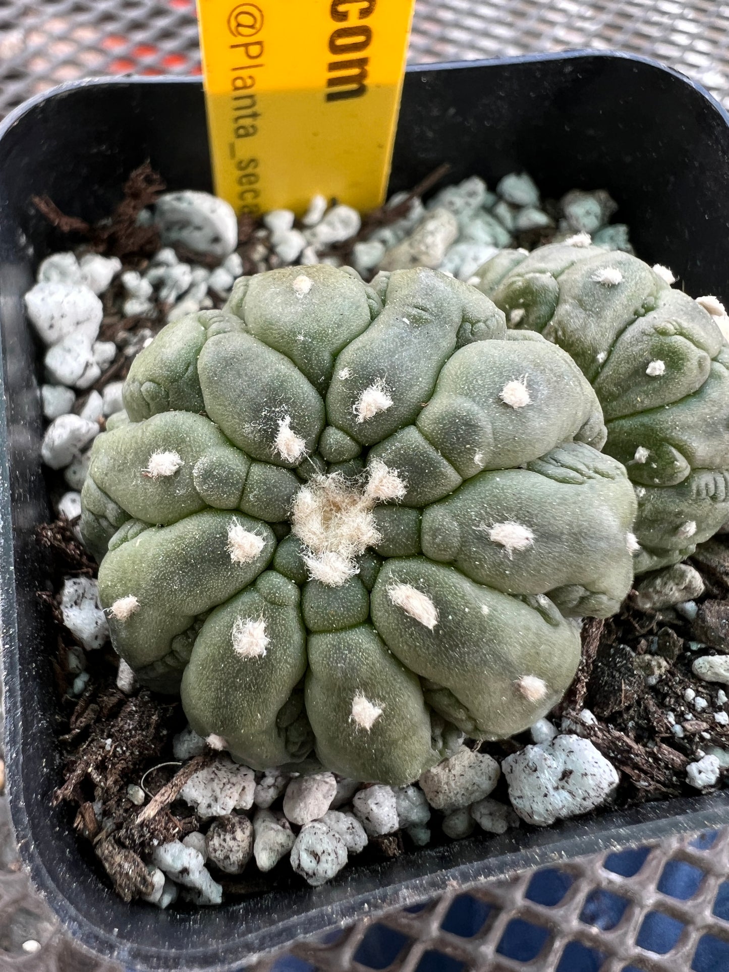 Astrophytum asterias kikko monstrose two headed BRITTLE #2