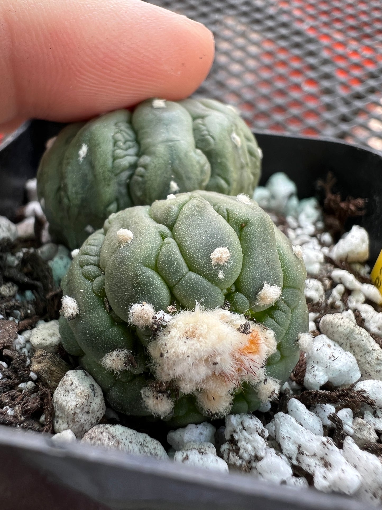 Astrophytum asterias kikko monstrose two headed BRITTLE #2